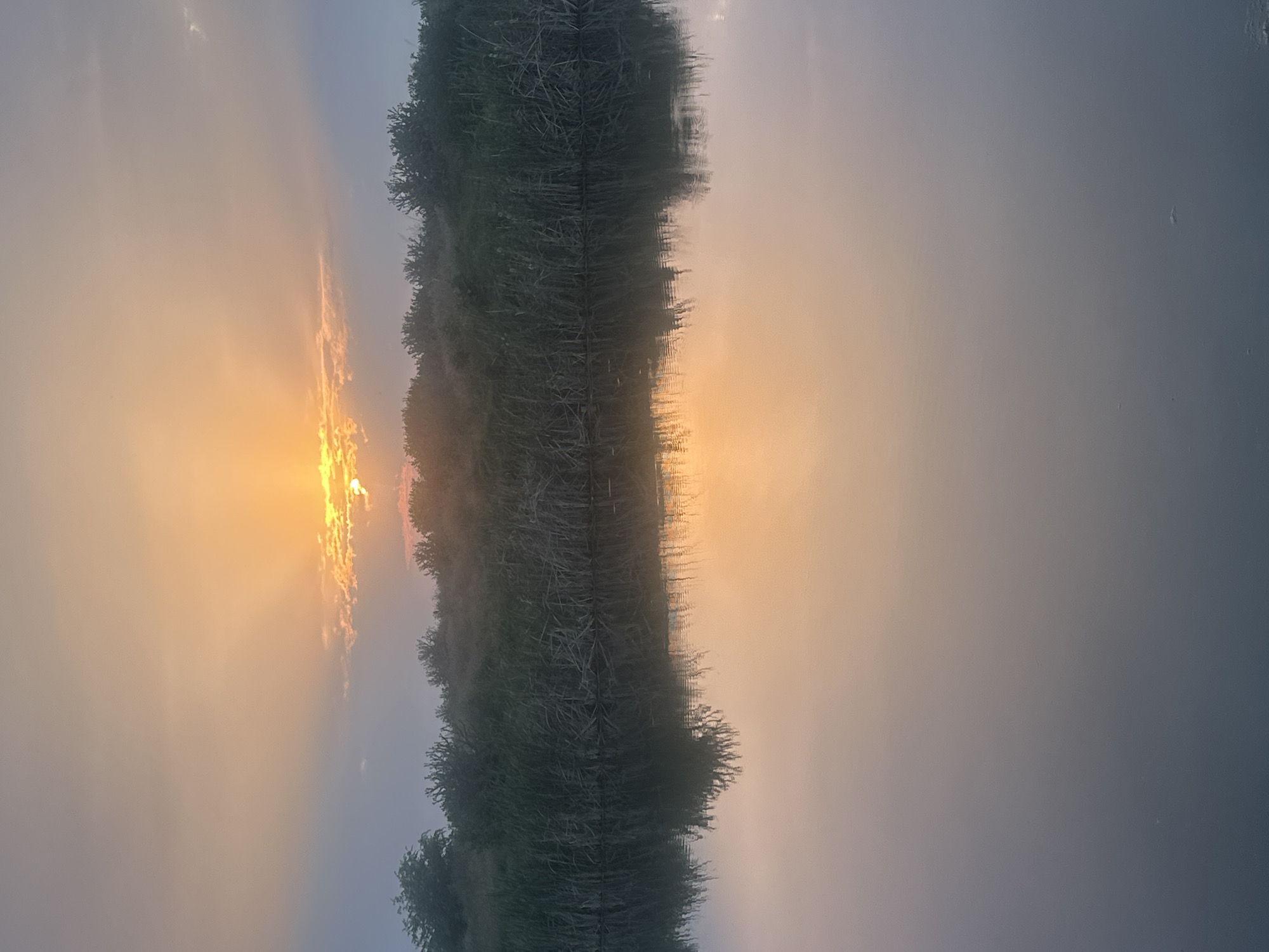 This vertical photograph depicts a serene natural landscape, captured at either sunrise or sunset, within the vicinity of Shtarkovo, Bulgaria. The upper section of the image showcases a sky characterized by a gradient of color, transitioning from an intense orange-yellow at the horizon, where the sun is visible partially obscured by an elongated cloud formation, to a cooler grey-blue towards the upper left. Distinct sunrays emanate from behind the clouds. A narrow, horizontal strip of land, densely covered with dark green vegetation, including tall grasses or reeds and bushes, occupies the central portion of the image, appearing as a silhouette against the brighter sky. A subtle atmospheric mist or haze is present above the vegetation line. The lower half of the photograph is dominated by a still body of water, which perfectly mirrors the sky and the adjacent vegetation. The reflection on the water's surface exhibits the same color gradient as the sky, from a warm orange-yellow near the horizon to a desaturated grey-blue in the immediate foreground. The water surface is smooth, with no discernible ripples or significant disturbances. No human figures, animals, or man-made objects are present in the scene.