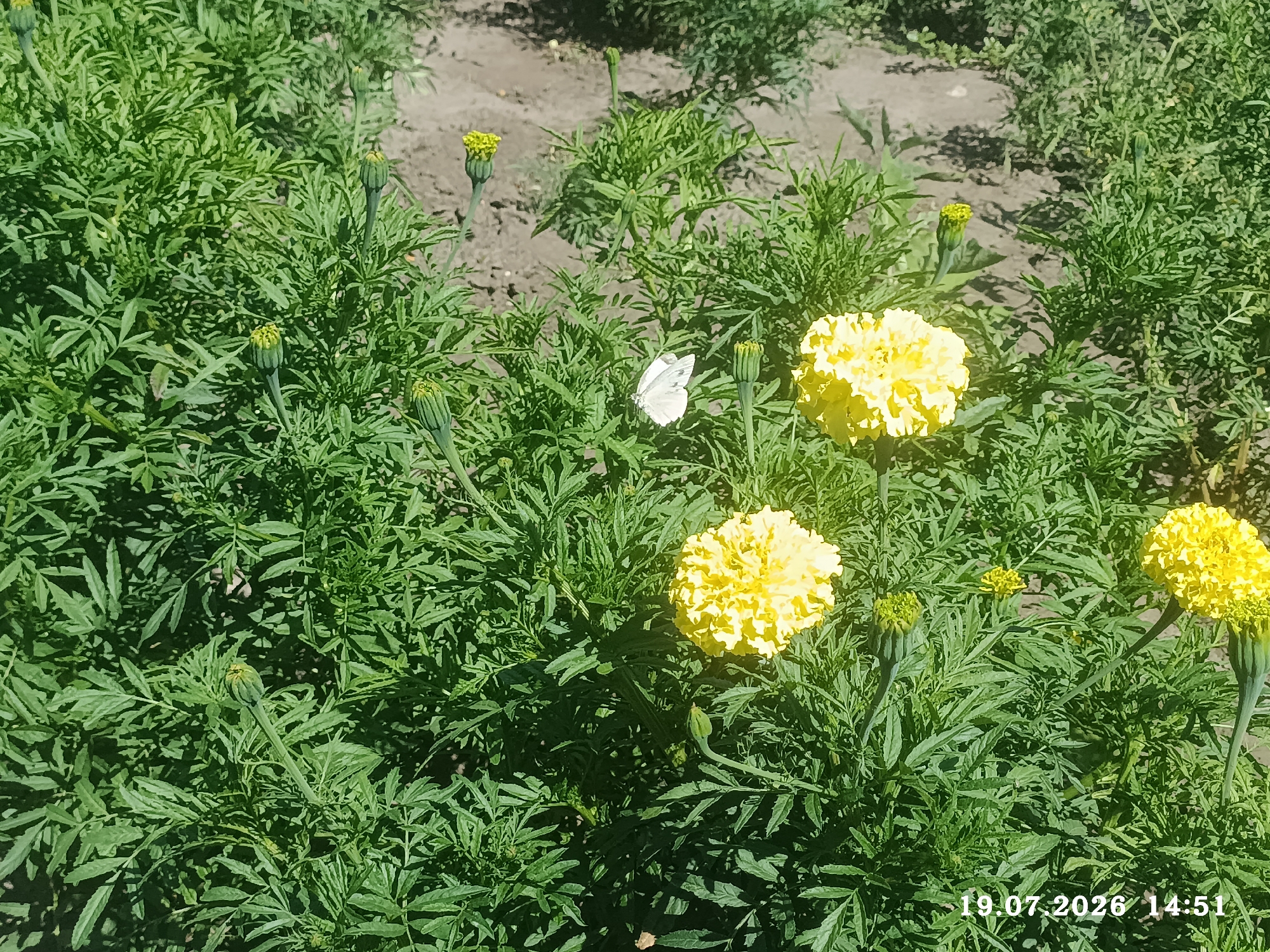 The image depicts a close-up view of a flowerbed in Radisne, Ukraine, on July 19, 2026, at 14:51. The scene is dominated by lush green foliage, likely marigolds, interspersed with several bright yellow flowers and closed buds. A single white butterfly is visible, perched on a green leaf in the center of the frame. The ground appears to be sandy and dry, with some shadows suggesting it is a sunny day. No people are present in the image.