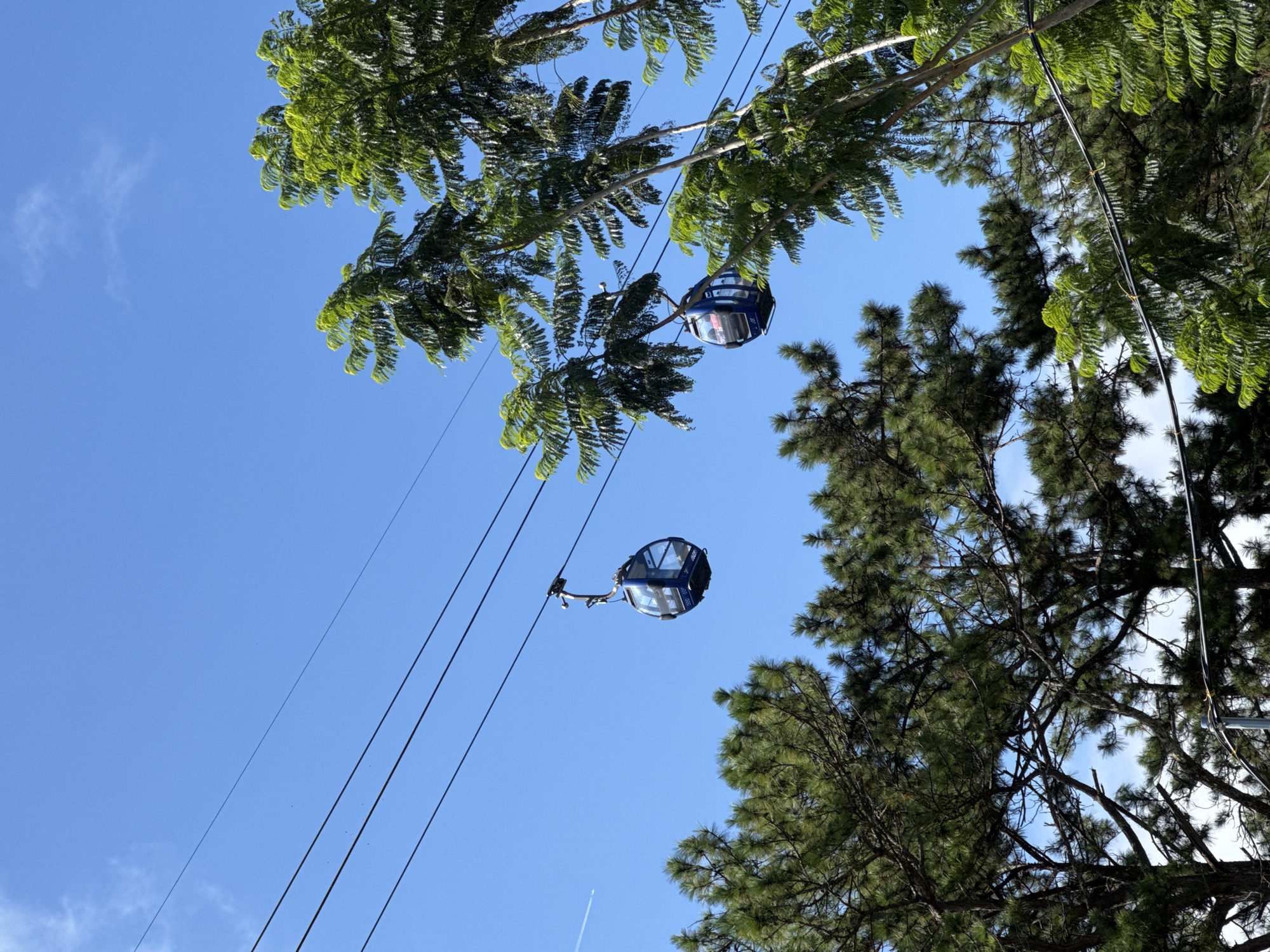 The image shows two blue cable cars suspended from parallel wires against a clear blue sky. The cable cars are oval-shaped with large windows. One cable car is closer to the foreground on the right, and the other is further in the distance on the left. Lush green trees, including pine trees and deciduous trees with vibrant green leaves, frame the scene, partially obscuring the sky and wires. In the far upper left of the sky, a faint white contrail from an airplane is visible. This scene depicts the cable car system in Da Lat, Vietnam, a popular tourist attraction that offers panoramic views of the city and its surrounding natural landscape. The cable car system traverses through a mountainous region, and the vegetation suggests a location at an elevation with abundant plant life.