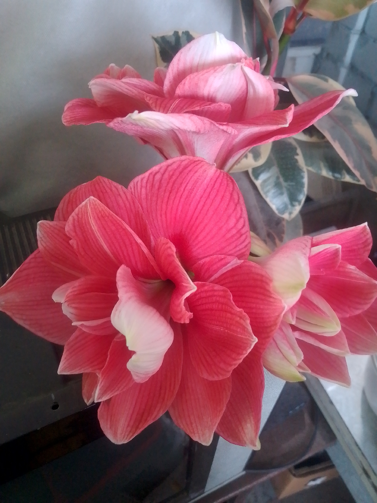 This is a close-up, vertical, eye-level shot of two large, pink amaryllis flowers. The amaryllis in the foreground is a vibrant, deep pink with lighter pink streaks running vertically along its petals. The petals are broad and slightly ruffled, with a delicate white edge that fades to pale yellow at the tips. The flower is partially opened, revealing intricate folds and curves within its center.
Behind the foreground flower, another amaryllis is visible, slightly out of focus. This flower is a lighter shade of pink, with more prominent white accents and a softer, more ethereal appearance. The petals are layered and delicate, with a gentle curl.
In the background, the variegated leaves of a ficus plant are discernible, adding a touch of green and cream to the composition. The leaves have a glossy sheen and are a muted green with white and cream splotches.
The setting appears to be indoors, with a dark, reflective surface below the flowers, possibly a table or shelf. The background is a textured, light gray surface, possibly a wall or backdrop. The lighting is soft and diffused, highlighting the delicate textures and colors of the flowers. There is no visible text in the image. The scene evokes a sense of natural beauty and tranquility.