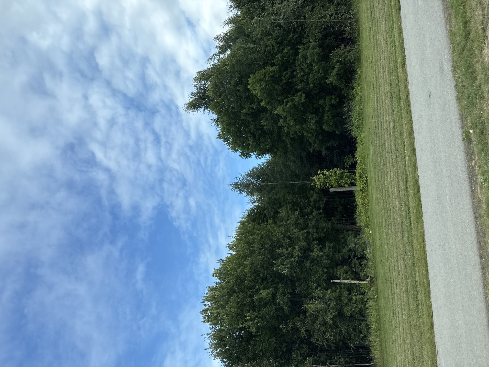The image depicts a serene outdoor scene with a dense line of trees forming the backdrop. The trees are lush and green, suggesting a summer or late spring setting. In the foreground, there is a well-maintained lawn with distinct mowing patterns, indicating recent care. A paved path runs horizontally across the bottom of the frame, partially obscuring the lawn. The sky above is a vibrant blue, dotted with scattered white clouds. There are no people or animals visible in the image. The overall environment appears to be a park or a natural area within a suburban or rural setting, possibly adjacent to a road or trail. The lighting suggests it is daytime, with the sun likely positioned to cast soft shadows, though none are prominently visible. The scene is peaceful and natural.