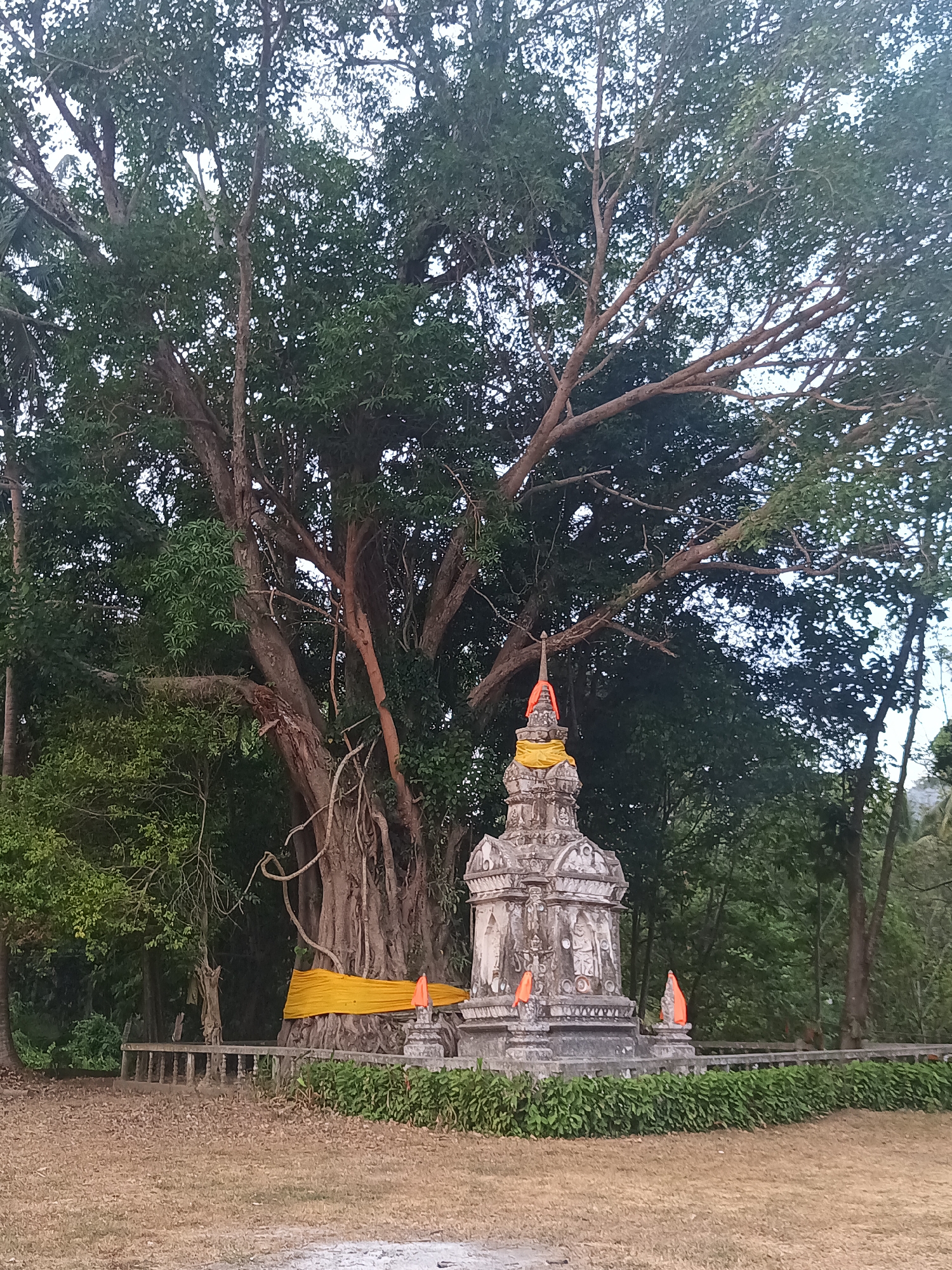 This full-shot photograph depicts a sacred stupa (or chedi) and a revered ancient tree within a natural setting, likely a temple ground in Baan Tai, Thailand.
The central subject is a weathered stone stupa, intricately carved with reliefs and figures, standing prominently in the mid-ground. Its multi-tiered structure culminates in a tapering spire, adorned with a vibrant orange sash and a yellow fabric wrapped around its upper section. Two smaller orange conical markers are placed on either side of the stupa's base.
Dominating the background is an exceptionally large, old tree, likely a Bodhi or Banyan, characterized by its colossal, gnarled trunk and sprawling branches. Its base is ritually wrapped with a wide, bright yellow fabric, signifying its sacred status. The tree’s expansive canopy is dense with lush green leaves, providing a rich, natural backdrop. Various other green trees and bushes surround the stupa and the base of the ancient tree, forming a verdant environment. A low, weathered stone or wooden barrier is visible horizontally behind the stupa, separating it from the deeper foliage.
The foreground is covered with dry, light brown grass and earth. The soft, diffused lighting suggests an overcast day or the gentle light of early morning or late afternoon, creating a serene and tranquil atmosphere. No people are visible, but the ceremonial fabrics on both the stupa and the sacred tree indicate ongoing veneration and the deep spiritual significance of this site. The scene evokes a sense of peace, history, and reverence. There is no visible text in the image.