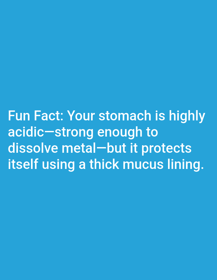 The image contains text on a blue background. The text reads "Fun Fact: Your stomach is highly acidic-strong enough to dissolve metal-but it protects itself using a thick mucus lining." There is no discernible connection to Lagos, Nigeria, or any specific location.
