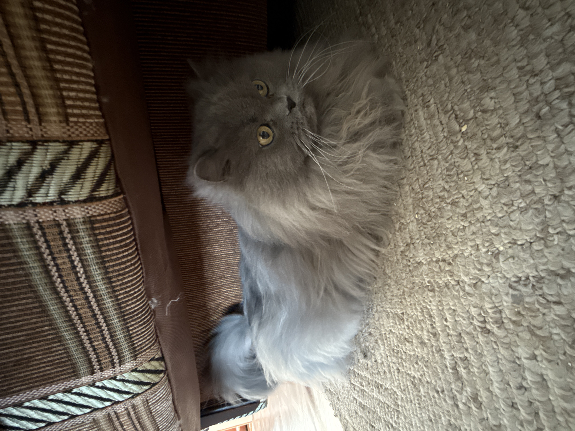 A long-haired, grey domestic cat is depicted resting on a light-colored, shaggy carpet, partially situated beneath a piece of upholstered furniture. The cat, displaying dense grey fur, distinct yellow eyes, and long white whiskers, is oriented with its body extended and its head turned slightly to the right, looking off-camera. The furniture overhead features a textured, patterned upholstery in shades of brown, tan, and possibly muted green or gold, with a solid dark brown band along its lower edge. The floor covering is a light-colored, loop-pile or shag carpet, exhibiting minor debris. The scene is dimly lit, with shadows cast by the overhead furniture. No human subjects or apparent interactions are visible. The geographical location, specifically the city of Saint Petersburg, Russia, cannot be ascertained from the visual data present in the image.