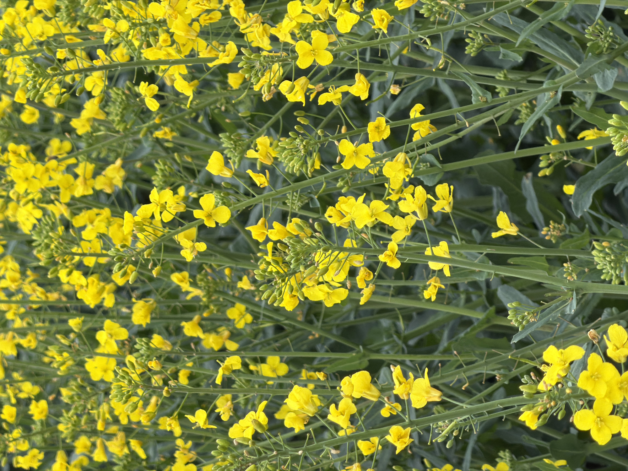 The image shows a close-up view of a field of blooming rapeseed plants. The location is likely Auvers-sur-Oise, France, given its rural character and historical association with agriculture. The plants have bright yellow flowers densely clustered on green stems, with some buds still closed. The overall effect is a mass of yellow against a background of green foliage. There are no people visible. The scene depicts the natural environment of a field of flowering plants.