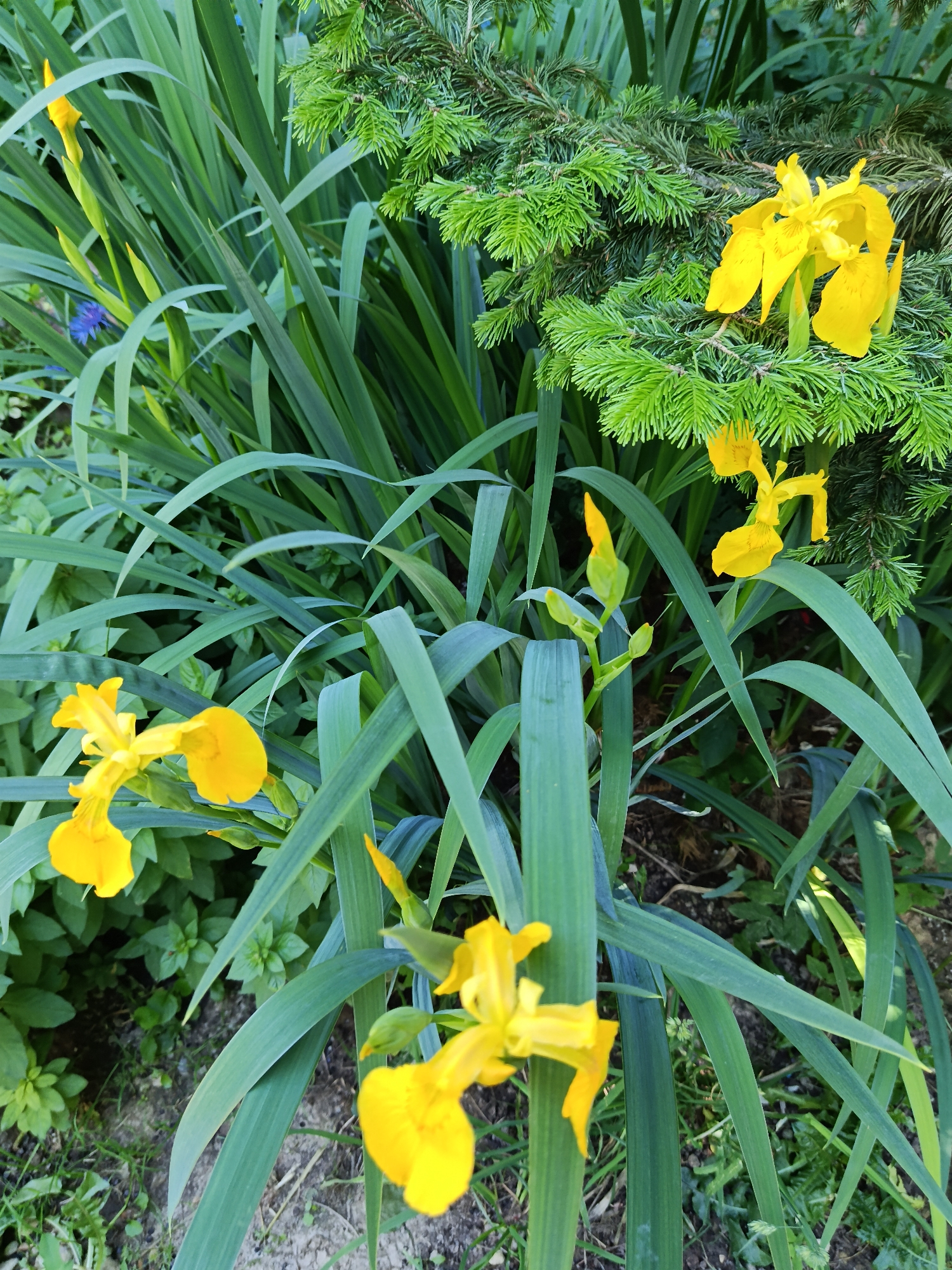 The image shows a close-up view of yellow irises blooming among lush green foliage and a pine tree branch. The irises are the primary subjects, with several flowers in various stages of bloom, some fully open and others in bud. The green leaves of the irises are long and sword-like, creating a dense backdrop. A section of a pine tree with vibrant green needles is visible at the top of the image, providing a contrasting texture and color. The ground below the foliage is a mix of soil and some sparse green vegetation. The scene appears to be an outdoor garden setting, likely in Shishkin Les, Russia, given the context of the query. There are no people or animals present in the image. The lighting suggests it is daytime, with natural sunlight illuminating the scene.