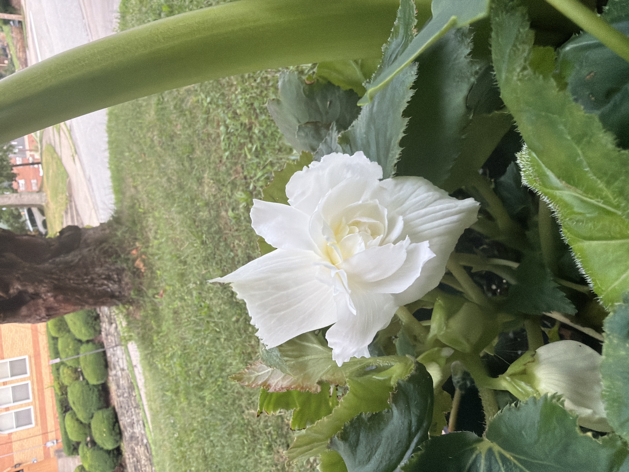 A single, white begonia flower with ruffled petals is in focus in the foreground of this outdoor, eye-level shot. The flower, which appears to be a double begonia variety, has a pale yellow center. Lush green, serrated leaves surround the bloom. To the right of the flower, a thick, bright green stem or stalk is visible, partially obscuring the background.
The background shows a residential street scene. A large tree trunk, dark brown and textured, stands to the left of the flower. Beyond the tree, a strip of green grass leads to a low stone wall bordering a well-maintained lawn with evenly trimmed, rounded bushes. Further back, a building with orange brick and three white-framed windows is visible. A paved street and sidewalk are to the right of the tree, with a white vehicle parked on the other side of the street. The setting appears to be a neighborhood with mature trees and manicured landscaping.