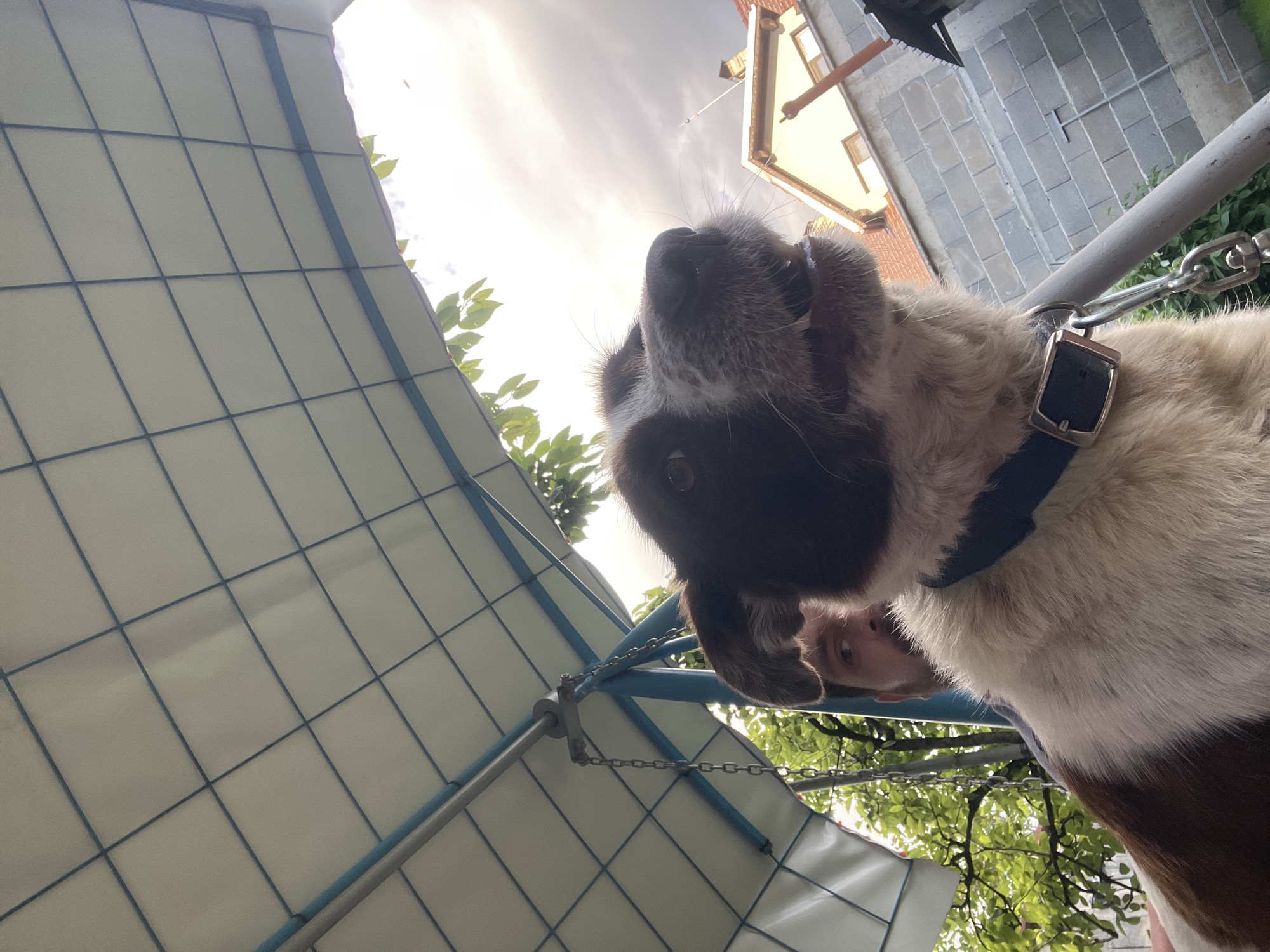 A low-angle shot depicts a dog with a dark muzzle, white and brown fur, and a blue collar. The dog appears to be tilting its head, looking downward. In the background, a light blue, grid-patterned structure is visible, likely a canopy or awning. Behind the dog, part of a building is seen, with brick or stone walls and windows. The sky is overcast, with light filtering through clouds. There is also greenery visible, possibly trees or foliage. The location of the image cannot be definitively determined to be in Sofia, Bulgaria.