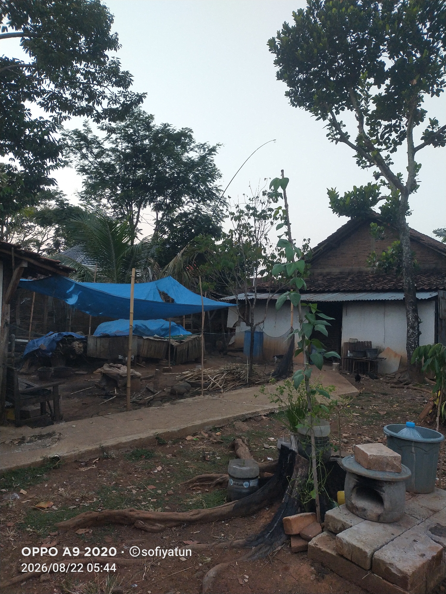 The image depicts an outdoor scene in what appears to be a rural area of Cluwak, Indonesia, at dusk. In the foreground, the ground is a mixture of dirt, grass, and scattered debris, including exposed tree roots and several bricks. A small, circular, stone structure, possibly a traditional oven or stove, is visible, topped with a flat stone. Next to it, a large blue plastic bucket stands.
Behind this, a paved pathway leads towards a collection of structures. To the left, a rudimentary shelter with a wooden frame is covered by a large, bright blue tarp. Beneath the tarp, more blue tarps are visible, covering various objects. The shelter appears to be open-sided, revealing what might be animal enclosures or storage areas. Wooden stakes and bamboo poles support the structures.
In the center and right of the image, a house with a tiled roof and white-painted walls is visible. The house has a simple, rustic appearance. A tree with dark bark and green leaves stands to the right of the house, casting a shadow. Several smaller trees and dense foliage are scattered throughout the scene. In the background, the sky is a pale, overcast gray, indicating the end of daylight. The overall impression is one of a simple, functional living space in a tropical, possibly agricultural, environment. The timestamp "2026/08/22 05:44" and "OPPO A9 2020 - ©sofiyatun" are watermarked in the lower left corner, suggesting the image was taken with an OPPO A9 2020 phone and is copyrighted by sofiyatun.