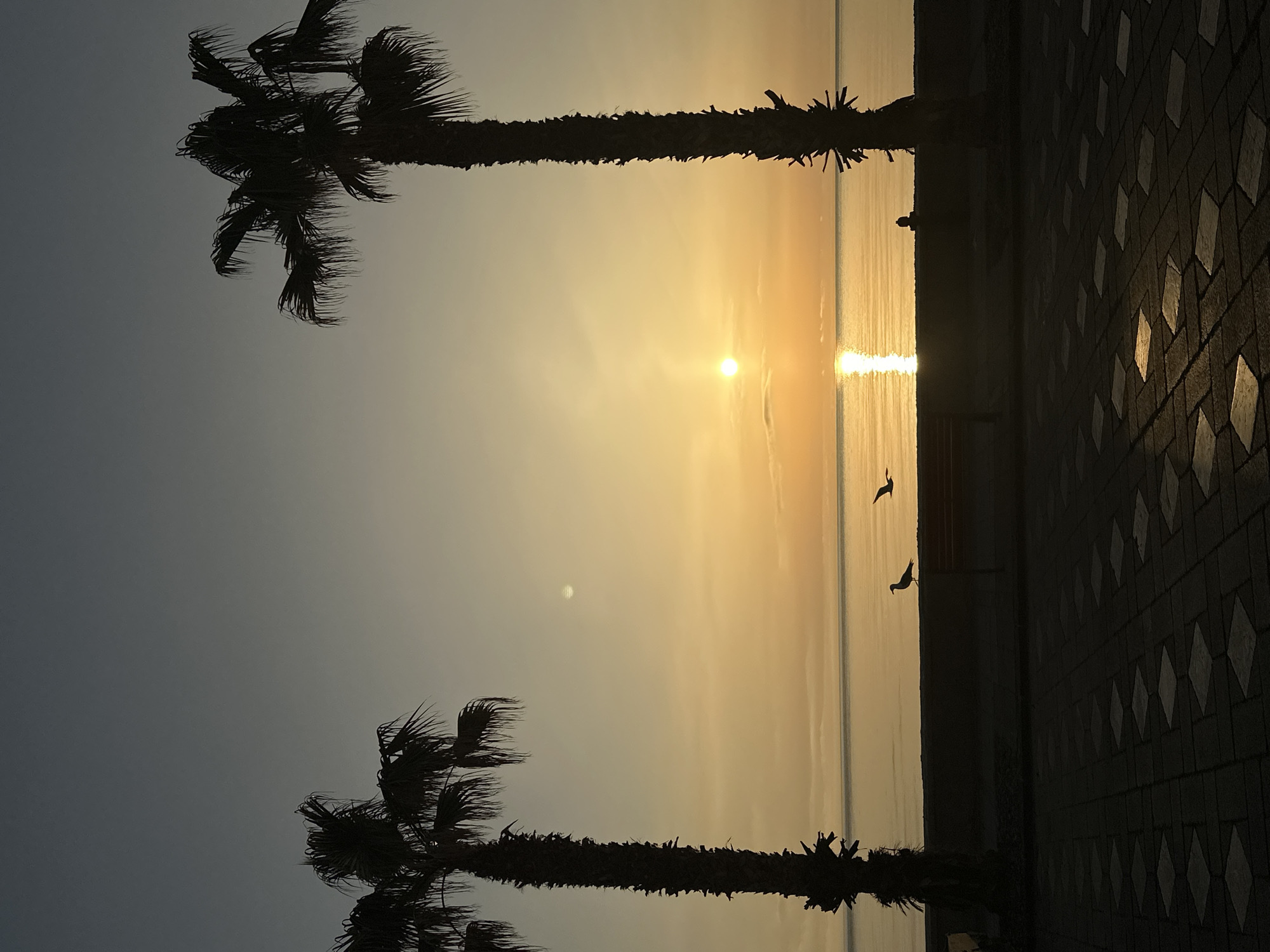The image displays a serene coastal landscape at sunrise or sunset, situated in Lipari, Italy. A warm, golden glow dominates the scene, emanating from the sun positioned low over a calm body of water, likely the sea. The sun's bright reflection creates a shimmering vertical path on the water's surface.
Two silhouetted palm trees frame the composition. A large palm tree stands prominently on the left side of the frame, its dark trunk and dense fronds contrasting sharply with the luminous sky and water. Another, slightly smaller palm tree is visible towards the upper right. On the right side of the image, a paved walkway or promenade is depicted, featuring a distinct diamond-like pattern on its surface, mostly appearing as a dark silhouette.
Two dark, silhouetted birds are visible over the water in the mid-ground, positioned between the paved area and the central sun reflection. They appear to be either in flight or perched near the water's edge. The sky exhibits a soft gradient, transitioning from a light golden-yellow near the horizon to a muted blue-grey higher up, characteristic of either dawn or dusk. The overall atmosphere is peaceful and tranquil, emphasizing the natural beauty of the moment. No discernible text is present in the image.