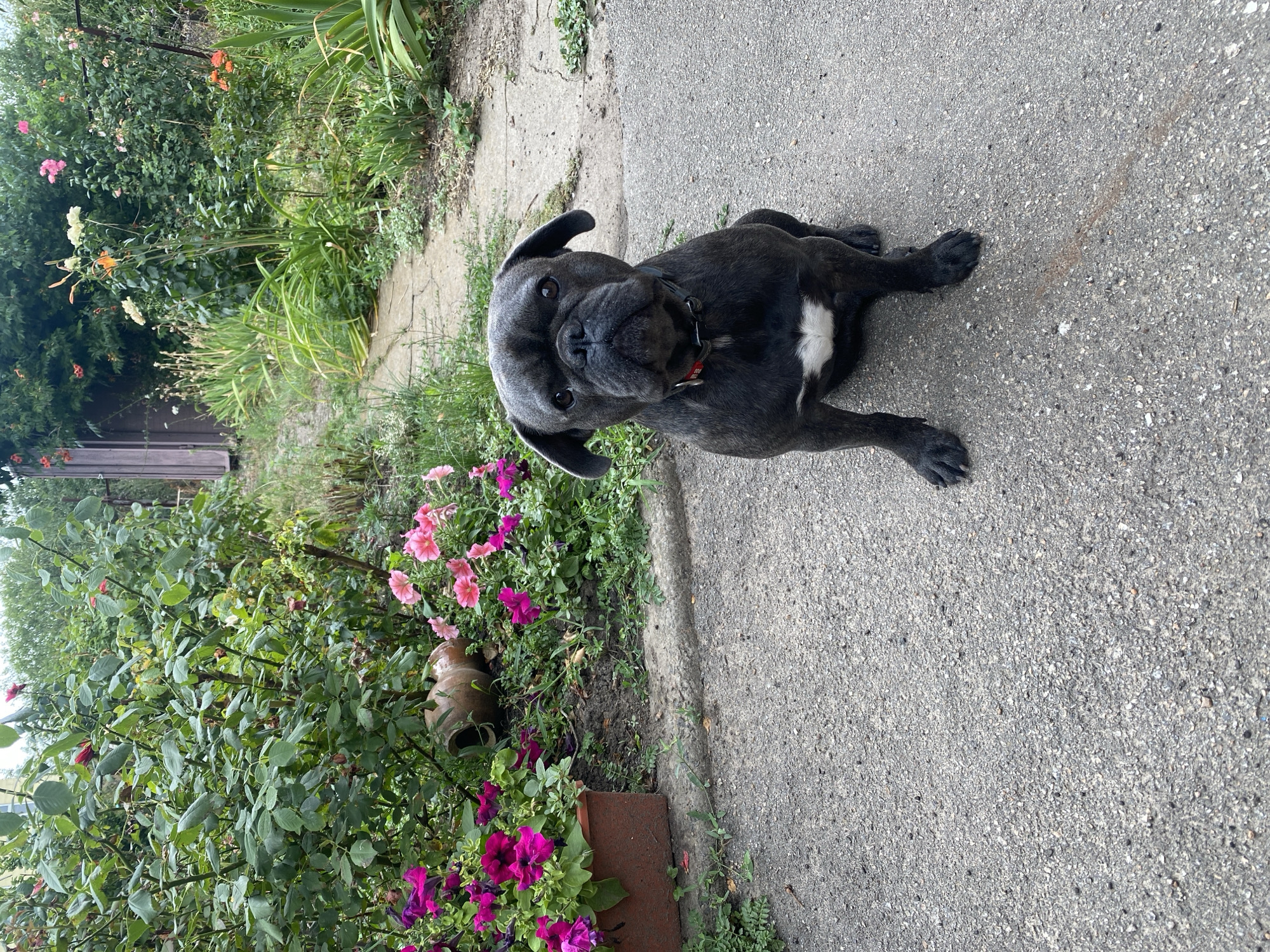 A dark gray French bulldog sits on a paved pathway in a garden. The dog is looking directly at the camera with its ears perked. The dog has a white patch of fur on its chest and is wearing a dark collar with a red tag. The garden behind the dog is overgrown with green bushes and flowering plants, including pink and purple petunias. There is a concrete path leading further into the garden and a wooden shed or fence in the background. The weather appears overcast. The location is identified as Kropyvnytskyi, Ukraine.