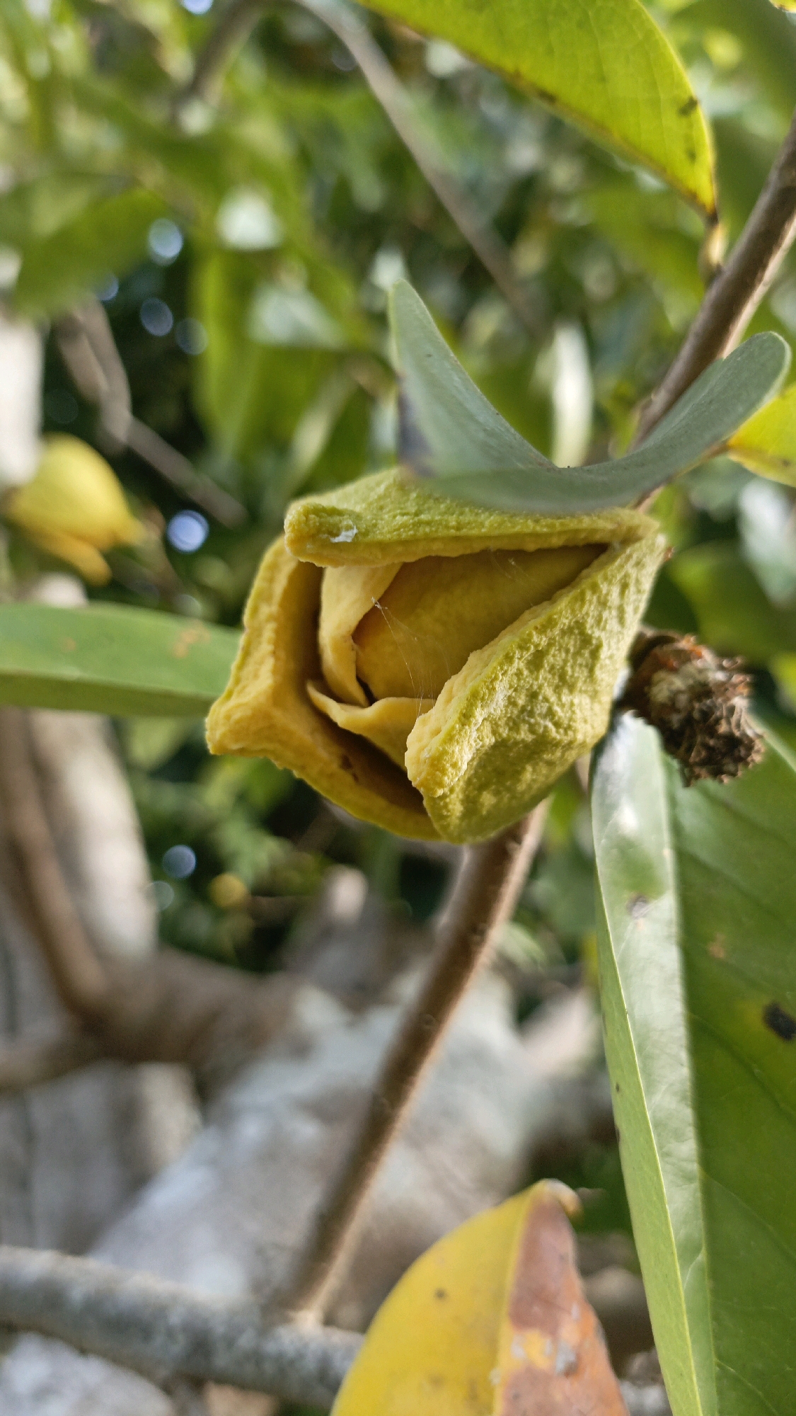 A close-up, low-angle shot captures a developing soursop fruit on a branch. The fruit is a pale yellow-green, partially opened, revealing its inner flesh and delicate spiderwebs. Several large, green leaves and brown branches frame the fruit, with a soft-focus background of more foliage and sunlight. A blurry yellow object, possibly another soursop, is visible to the left. The image was taken outdoors in Taliwang, Indonesia.