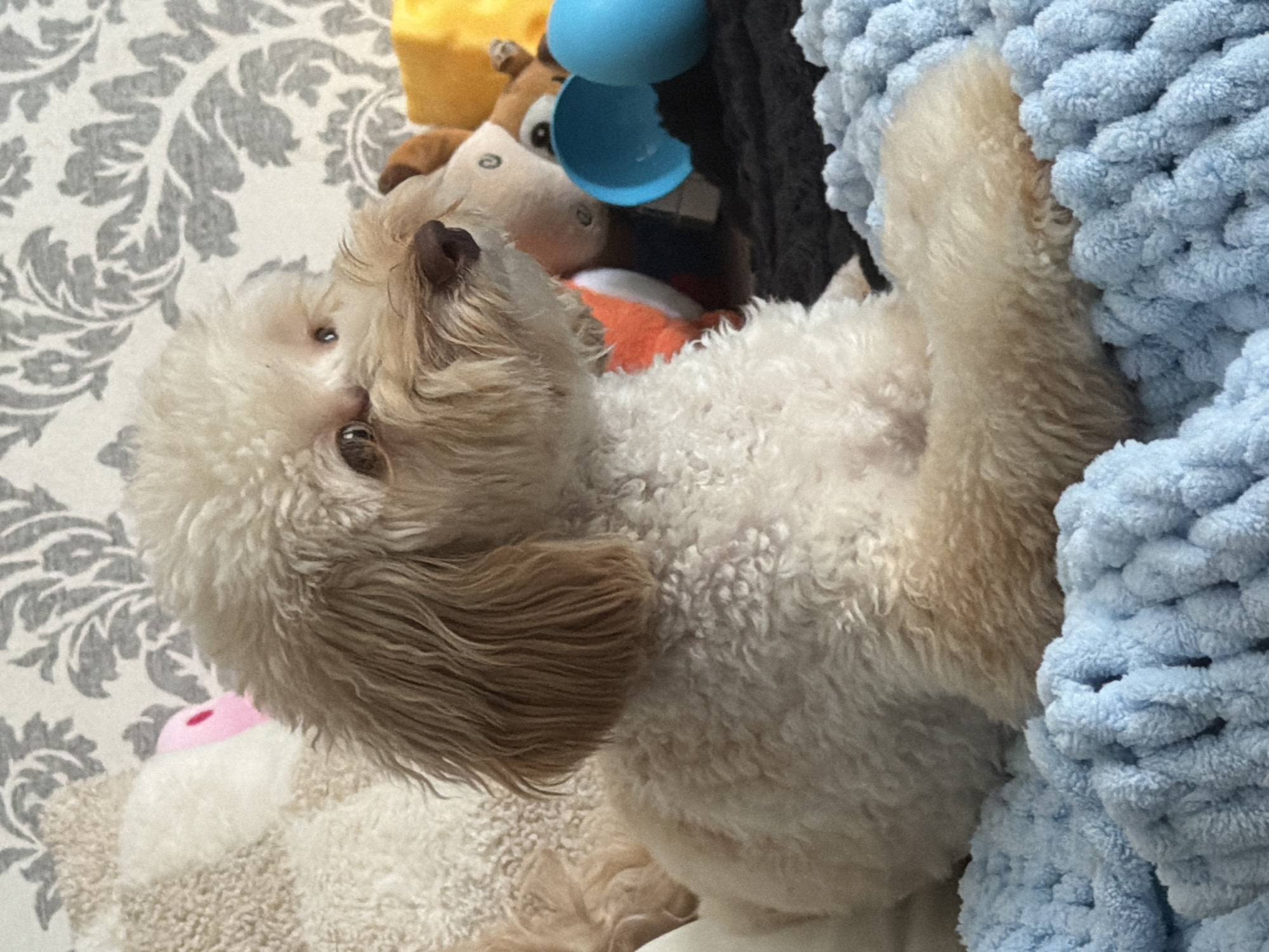 The image shows a close-up, overhead view of a light-colored, fluffy dog lying down amidst various plush toys. The dog has curly fur and is looking upwards and to the left. Its body is mostly in focus, with its tail curled up and resting on a thick, light blue knitted blanket to the right of the frame.
Several plush toys are visible in the background. To the left and slightly behind the dog, on a patterned surface, is a portion of a tan and white stuffed animal. Further back, a yellow block-shaped toy is partially visible. In the center background, there are more stuffed toys, including one that appears to be a brown and white animal with large eyes, and a bright orange and white object. A blue cup-like object is also visible above the stuffed animals.
The overall scene suggests a comfortable, indoor setting, likely a pet's play area or resting spot. The lighting is soft, indicating it could be daytime, but no specific time is discernible. The dog's gaze and relaxed posture suggest it is calm and possibly playing or resting. There is no visible text in the image. The location context provided is Bila Tserkva, Ukraine, but this cannot be determined from the visual information alone.
