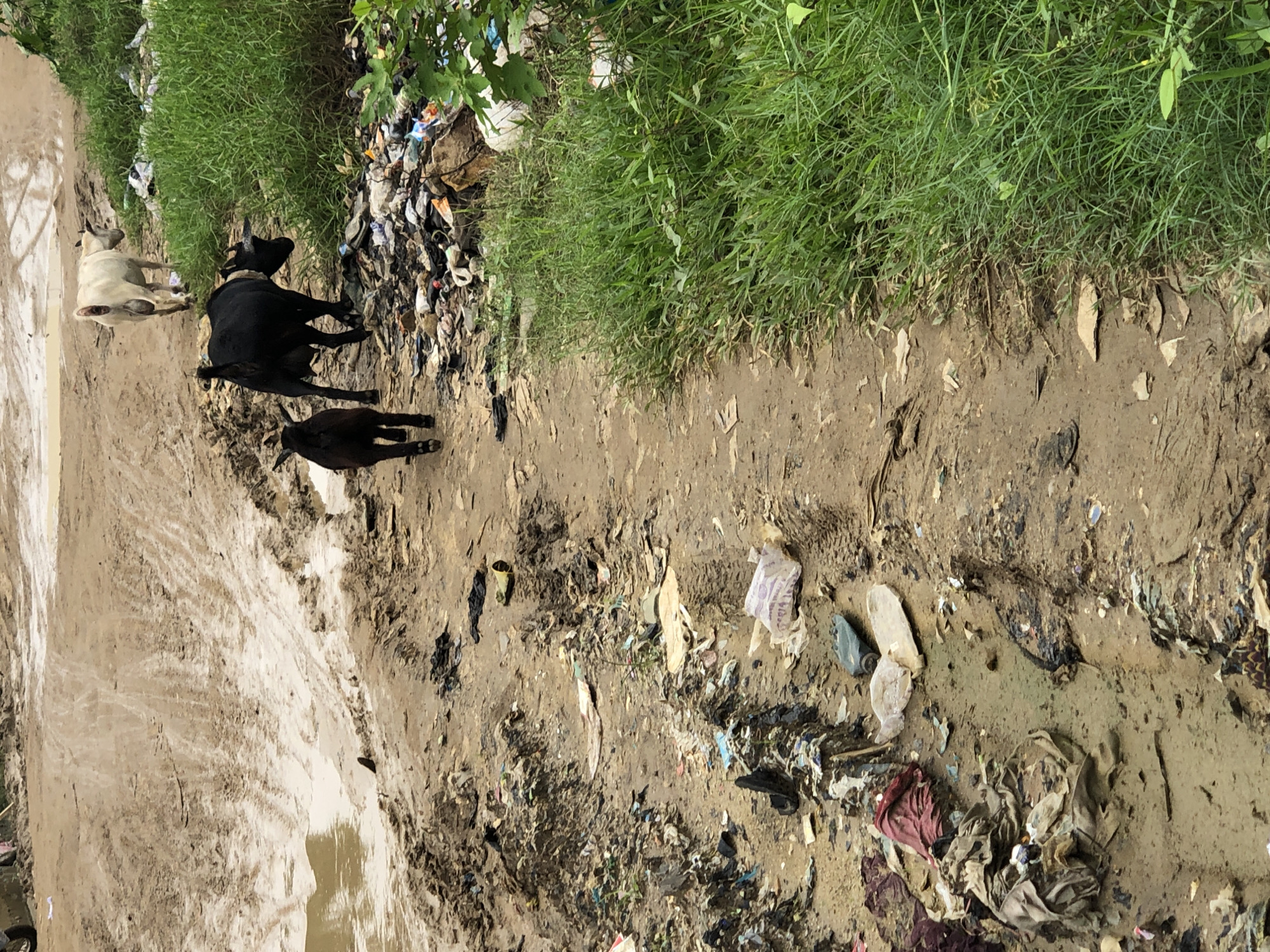 In Ikorodu, Nigeria, a muddy, debris-strewn path is occupied by three goats. A black goat walks ahead of a smaller, dark-colored goat, followed by a white goat further up the path. The path is bordered by lush green grass on the right and littered with trash, including plastic bags, bottles, and discarded materials. The ground is uneven, with visible tire tracks and puddles of murky water, indicating a poorly maintained area.