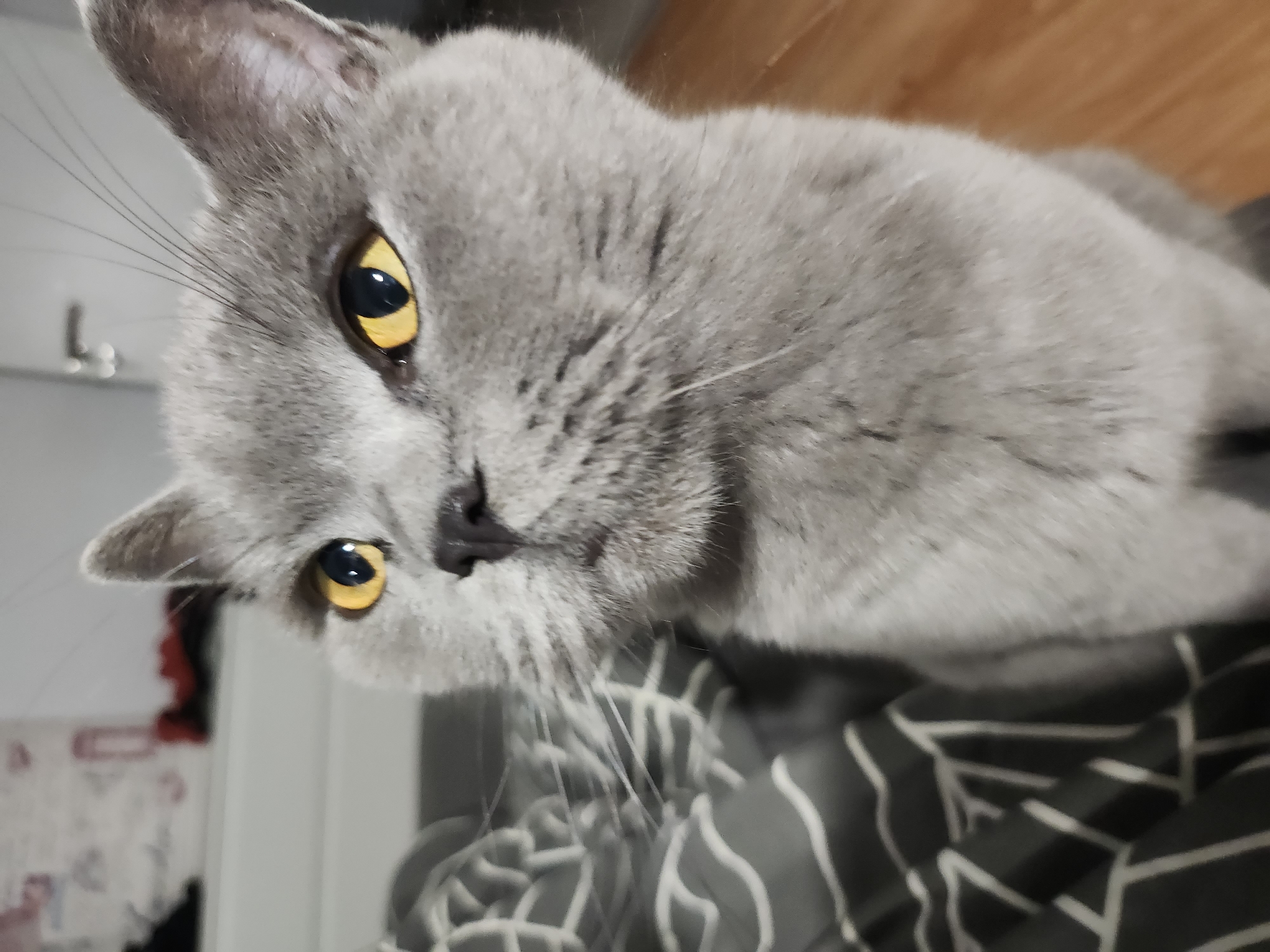 A close-up, indoor, eye-level shot focuses on the face of a grey British Shorthair cat. The cat's bright yellow eyes are wide open and directed towards the viewer, with its pupils appearing large and dark. Its fur is short and plush, with subtle variations in grey tones. The cat's ears are perked up, and its whiskers are long and prominent.
The cat is positioned on a dark grey surface with a white geometric pattern, possibly a blanket or bedding. To the right of the cat, a warm-toned wooden floor is visible. In the blurred background, the edge of a white piece of furniture and a glimpse of a door handle can be seen. There are no people or other animals in the frame. The lighting appears to be from an overhead source, casting soft shadows. The image does not contain any elements or context that would suggest its location in Tsarevo, Bulgaria.