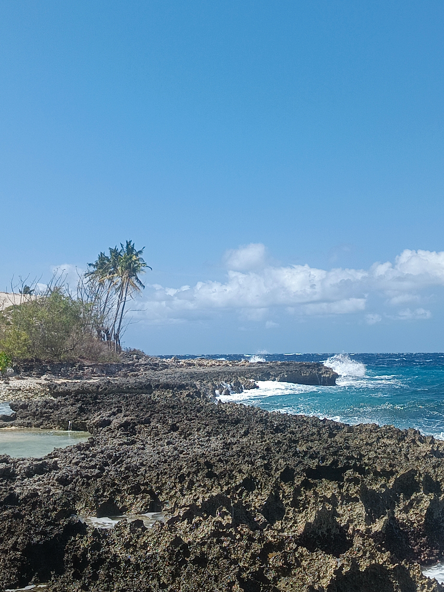 The image shows a rocky coastline with palm trees in the background under a clear blue sky. The ocean water is a vibrant turquoise, with waves crashing against the rocks. The foreground is dominated by dark, porous volcanic rock formations, with some tide pools visible. To the left, there is dense green vegetation and several slender palm trees. The sky is a bright, cloudless blue. There are no people or animals visible in the scene. The image depicts a natural, undeveloped coastal environment.