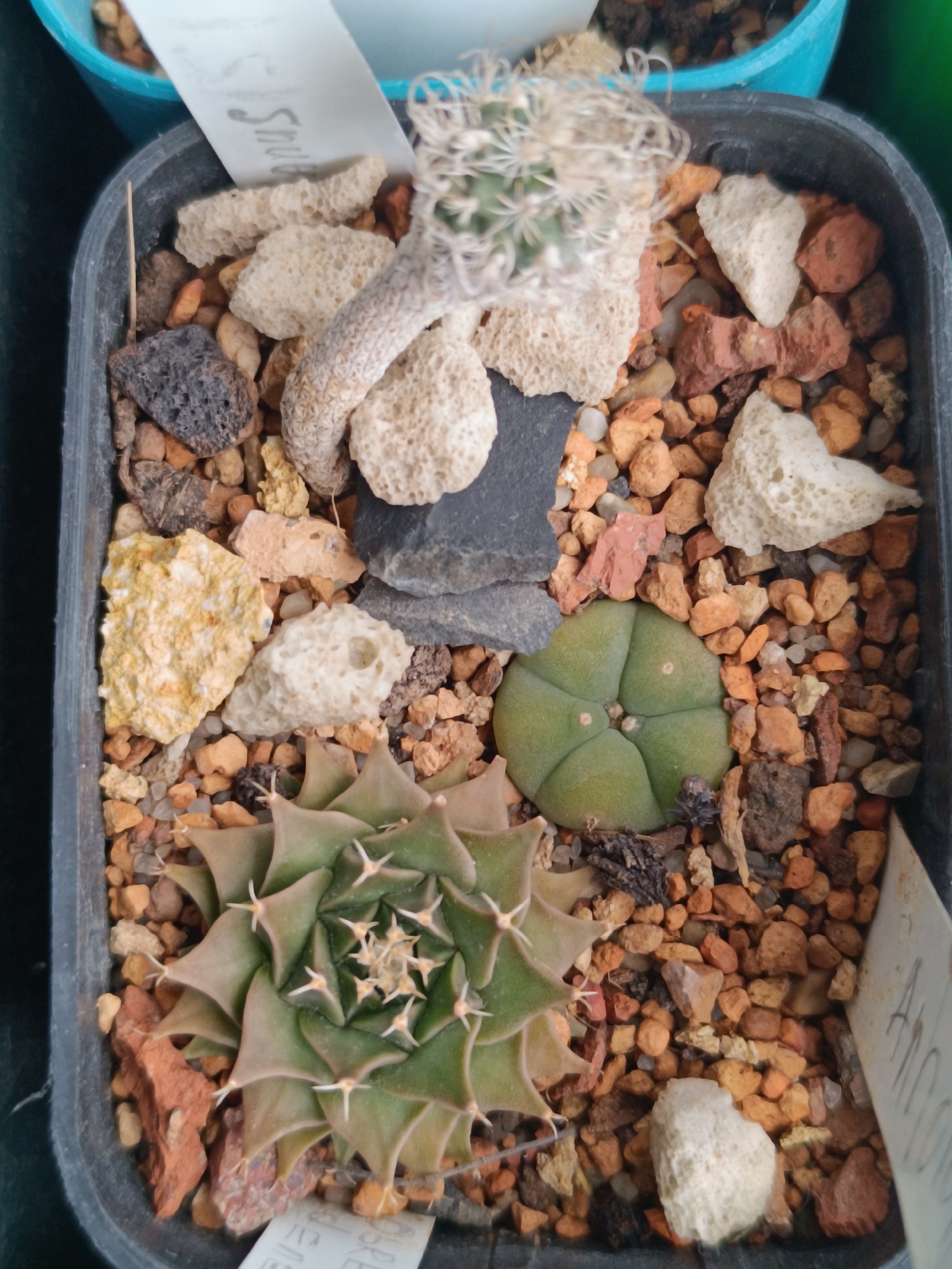 The image shows a close-up, top-down view of a black plastic pot containing several cacti and a gravelly soil mix. Prominently featured is a large, star-shaped cactus with pale green, triangular ribs and small white spines. To the right and slightly above it is a smaller, globular cactus with four distinct lobes and a greenish-blue hue. In the upper portion of the pot, a thin, elongated cactus stem with a fuzzy, white-capped tip extends upwards. The substrate consists of small, angular pebbles in various shades of orange, brown, and grey, interspersed with larger pieces of light-colored, porous rock and dark, volcanic-like stones. There are also some dried plant fragments visible. Two white plant labels are partially visible; one near the top left with handwritten text that appears to be "Spu..." and another on the right with a faded inscription. The overall setting appears to be indoors, possibly on a shelf or table, with a blurred blue object in the background. The image is well-lit, capturing the textures and colors of the plants and substrate. There are no people or animals present. The location is not identifiable as Salihorsk, Belarus from the visual information provided.