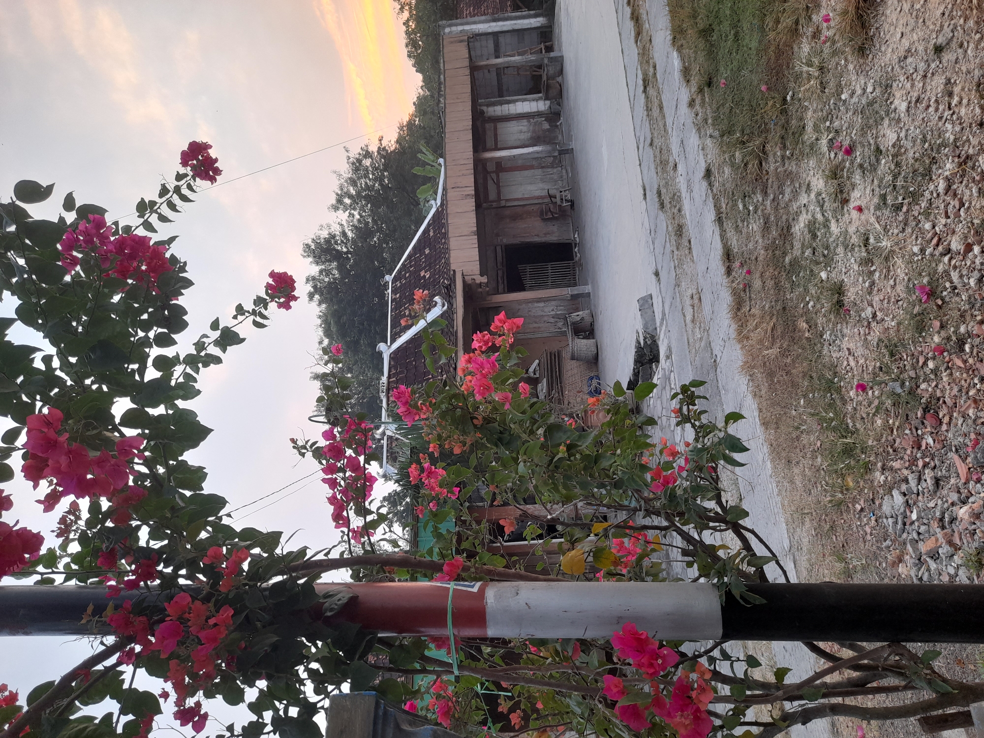 The image depicts a street scene in Pulokulon, Indonesia, at dusk. A flowering bougainvillea plant with vibrant pink blooms is prominently featured in the foreground, partially obscuring a utility pole painted with red and white bands. Behind the plant, a traditional Indonesian house with a tiled roof and wooden walls is visible. The house appears somewhat aged, with a concrete patio in front. Scattered on the ground are small pieces of debris, including rocks and dried leaves. The sky above is a soft gradient of pink and orange, indicating the setting sun. There are no people visible in the image, and the overall atmosphere is serene and quiet.