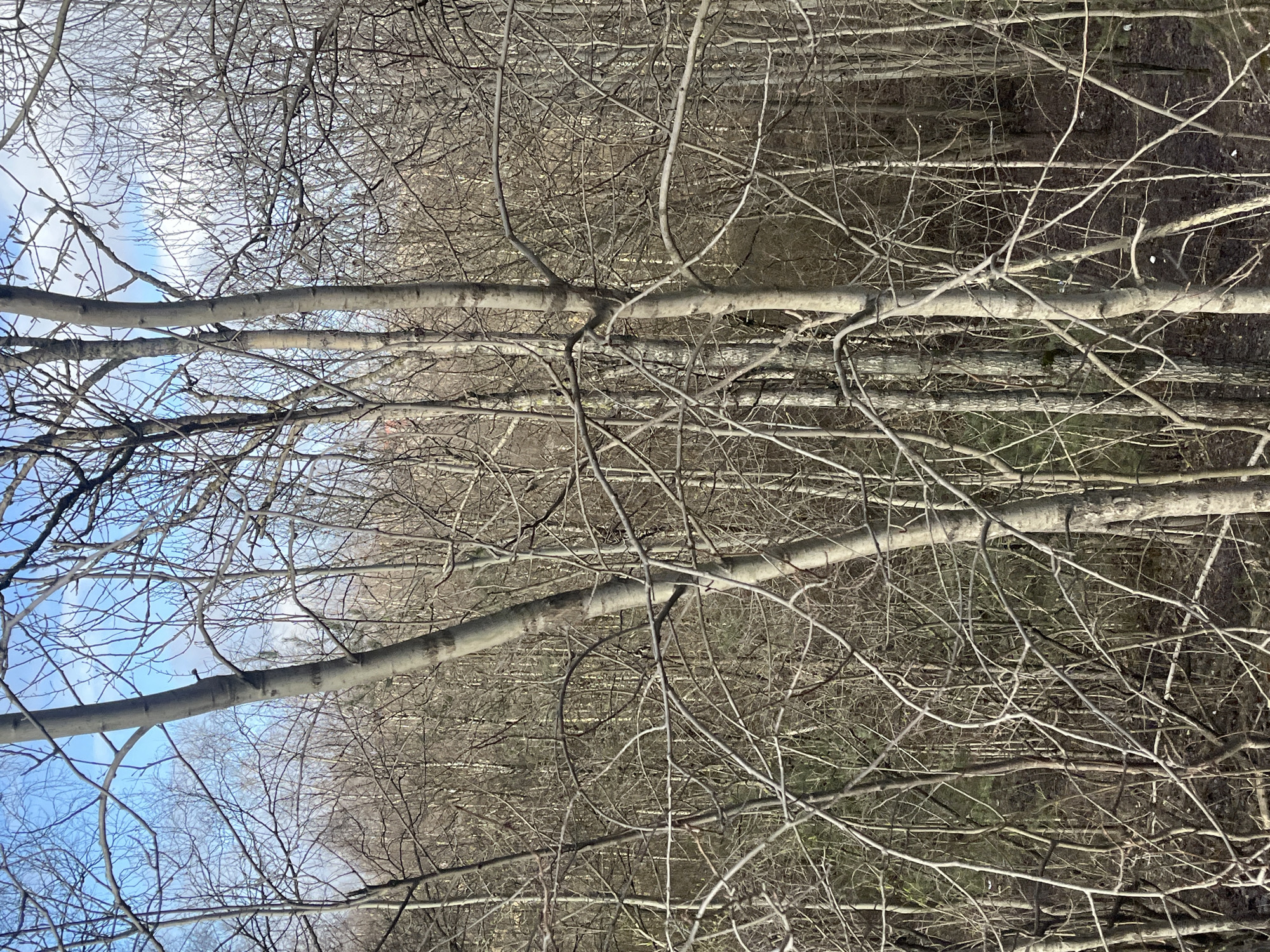 The image depicts a dense thicket of bare trees, likely in a park or wooded area, during the late fall or winter. The trunks of several prominent trees run horizontally across the frame, with many smaller branches intertwining in the foreground and background. The trees appear to be deciduous, as they have no leaves. The sky is visible through the branches in the upper left portion of the frame, displaying patches of light blue. The overall color palette is muted, with browns, grays, and hints of blue.
While the image provides no direct visual cues to confirm its location in Saint Petersburg, Russia, the landscape and vegetation are consistent with what one might find in a park or forest within that region.