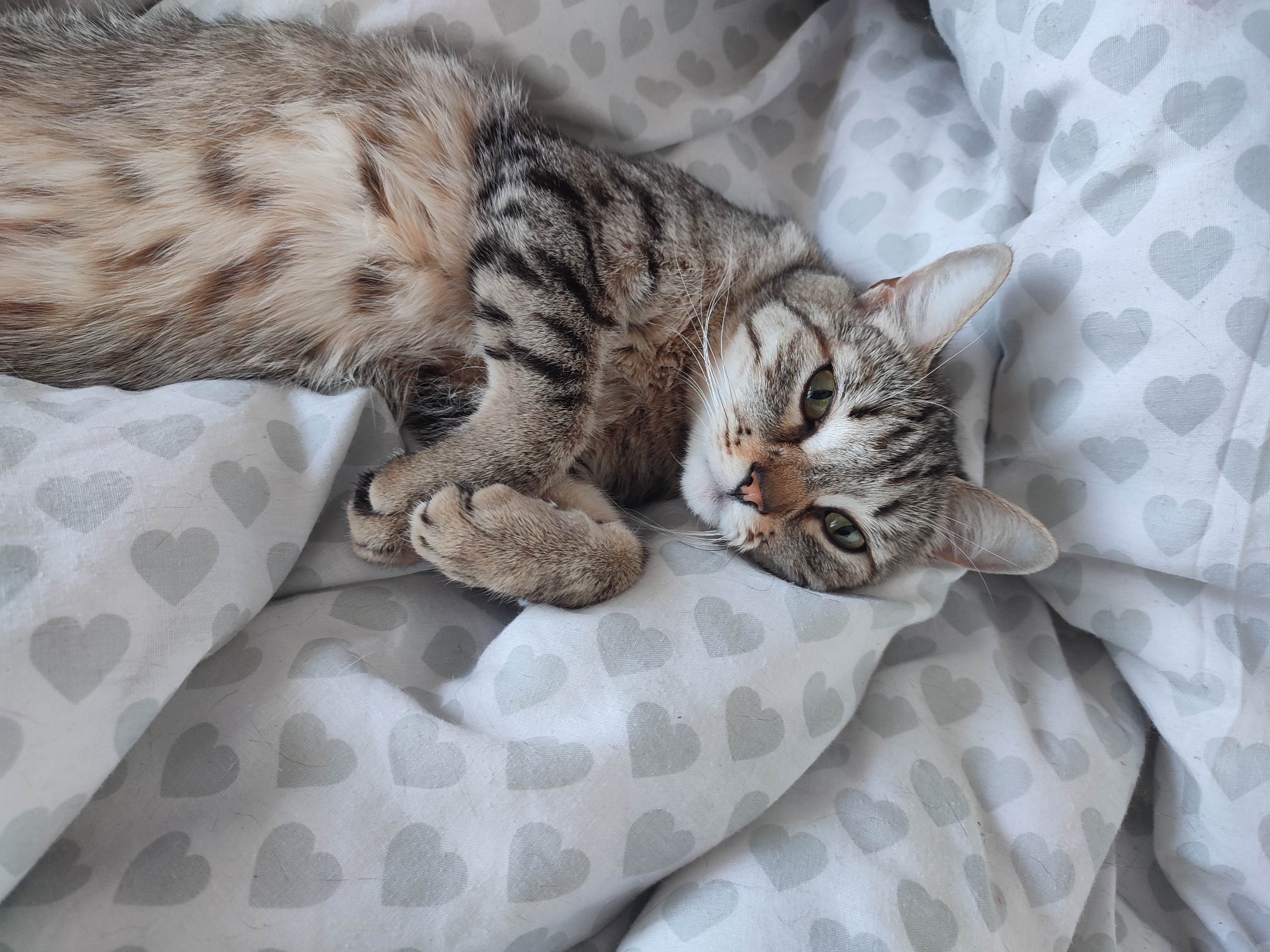 A tabby cat is lying on a white blanket patterned with light gray hearts. The cat is positioned diagonally across the frame, with its head resting on the blanket and its front paws curled underneath. The cat's fur exhibits a mix of light brown and gray stripes and spots. It has green eyes and a pink nose. The setting appears to be indoors.