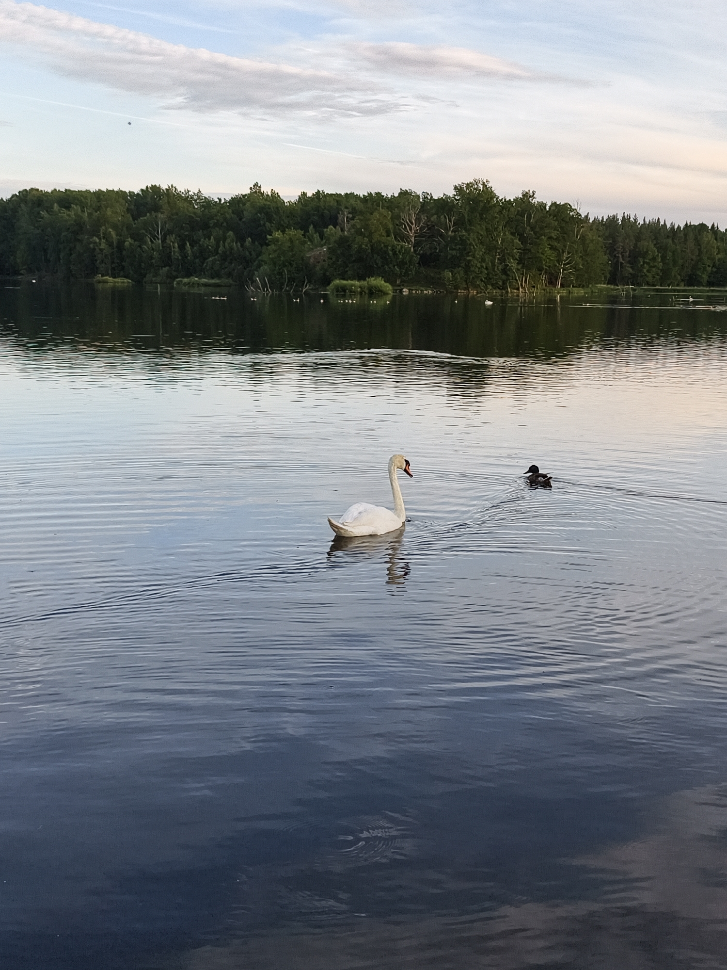 This is a photograph of a body of water, likely a lake or large pond, with a densely wooded shoreline in the background. The water is calm with visible ripples. Two birds are present on the water: a white swan in the foreground swimming to the left, and a darker-colored duck swimming behind it, further to the right. The sky above is a pale blue with wispy white clouds. The overall scene suggests a natural, peaceful environment. Given the context of Linköping, Sweden, this scene could be representative of a park or nature reserve within or on the outskirts of the city, such as the area around Roxen or other lakes in the vicinity. No people are visible in the image.