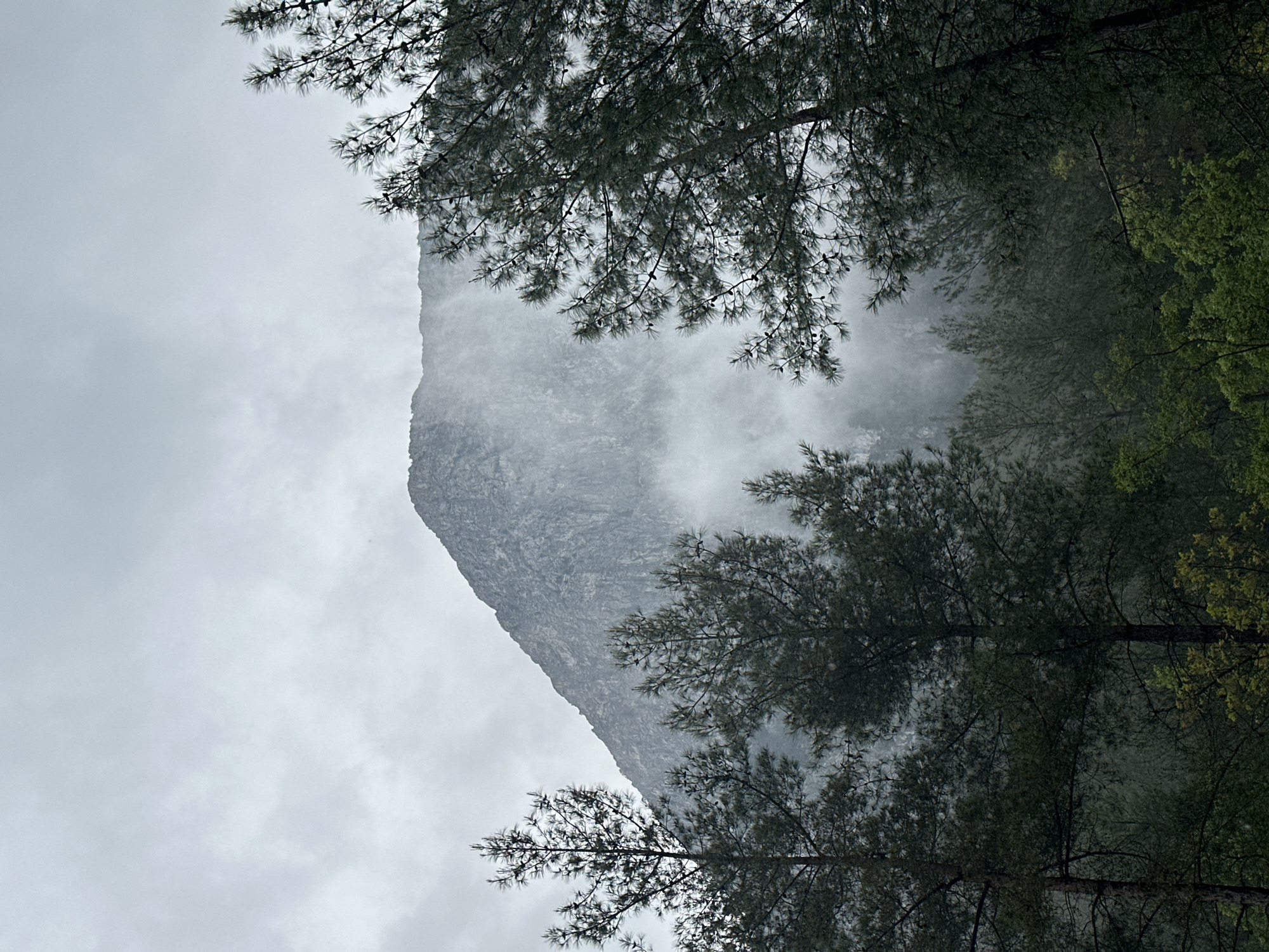 The image shows a view of a rocky mountain partially obscured by mist or fog, framed by pine trees in the foreground. The scene is overcast, with a grey sky. The mountain's rocky surface is visible through the mist, and the pine trees are dark green. The image appears to be taken from a low angle, looking upwards. Without further information, it cannot be definitively confirmed that the location is in Konyaaltı, Turkey, but the landscape is consistent with mountainous regions.