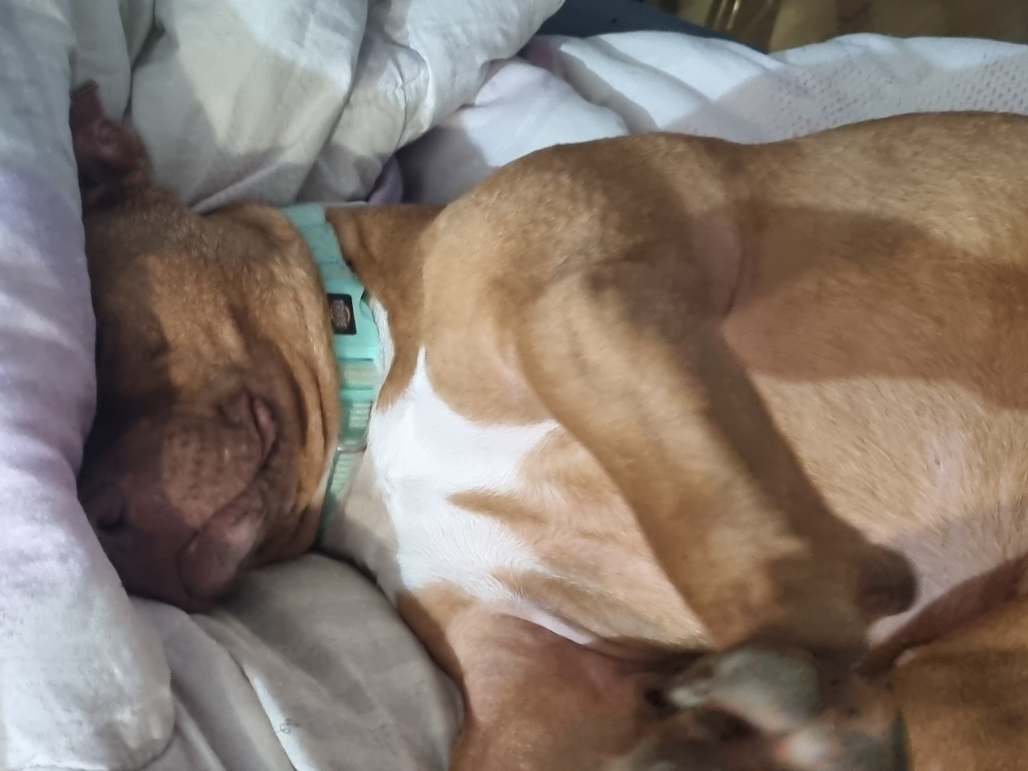 A brown and white dog with a blue collar is sleeping in a bed with white bedding. The dog is curled up, with its head near a pillow.