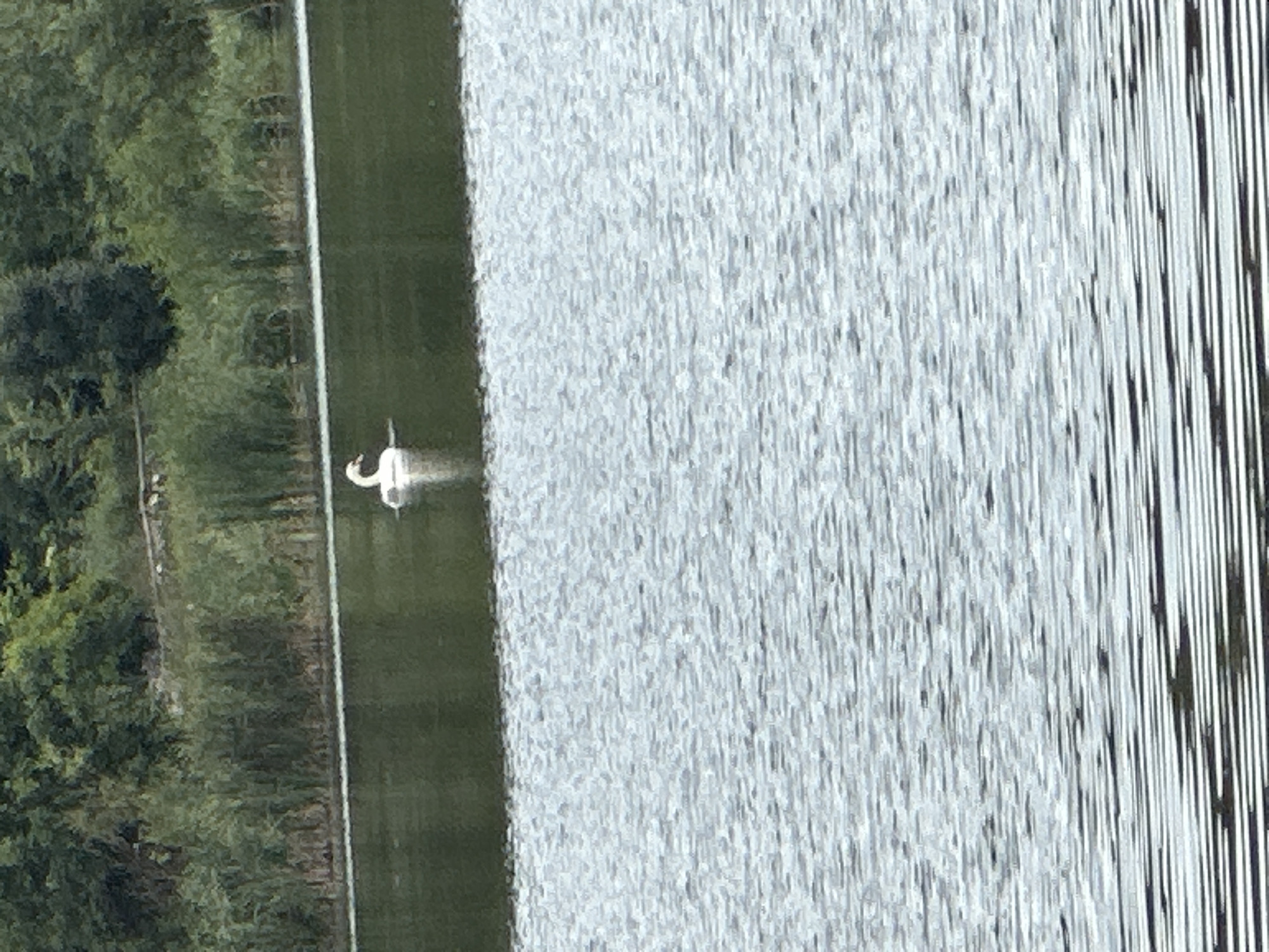 A single white swan swims in a calm, dark body of water. The swan is positioned in the upper middle of the frame, facing to the left. The background consists of a dense line of green trees and reeds along the shore. The foreground is dominated by the rippling surface of the water, which reflects light and creates a textured pattern. The scene appears to be a natural outdoor environment, possibly a lake or a wide river, in the city of Makiv, Ukraine.