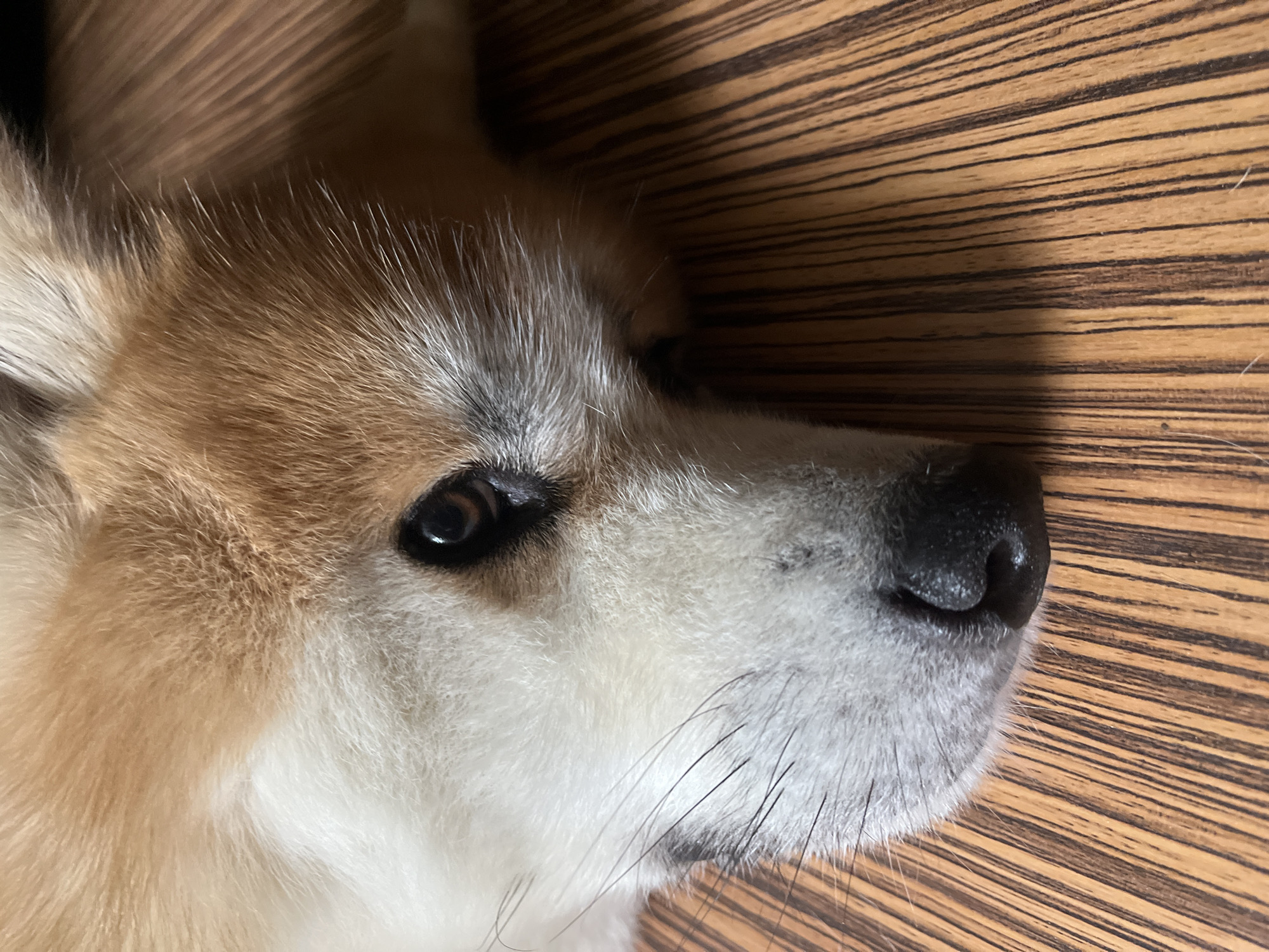 A close-up, high-angle photographic image captures the head of a domestic canine, located in Minsk, Belarus. The animal is resting on a light brown wooden or laminate floor, distinguished by pronounced, dark brown vertical grain lines. The dog exhibits a bicolored coat, with golden-brown fur covering the upper cranial area and white fur extending across the muzzle, cheeks, and under-eye region. A dark, almond-shaped eye with a visible pupil is present in the upper right quadrant, partially obscured by the surrounding fur. A prominent black nose with visible texture is situated in the lower central portion of the image. Several dark vibrissae extend from the muzzle area. No other subjects, actions, or specific environmental features beyond the flooring are discernible.