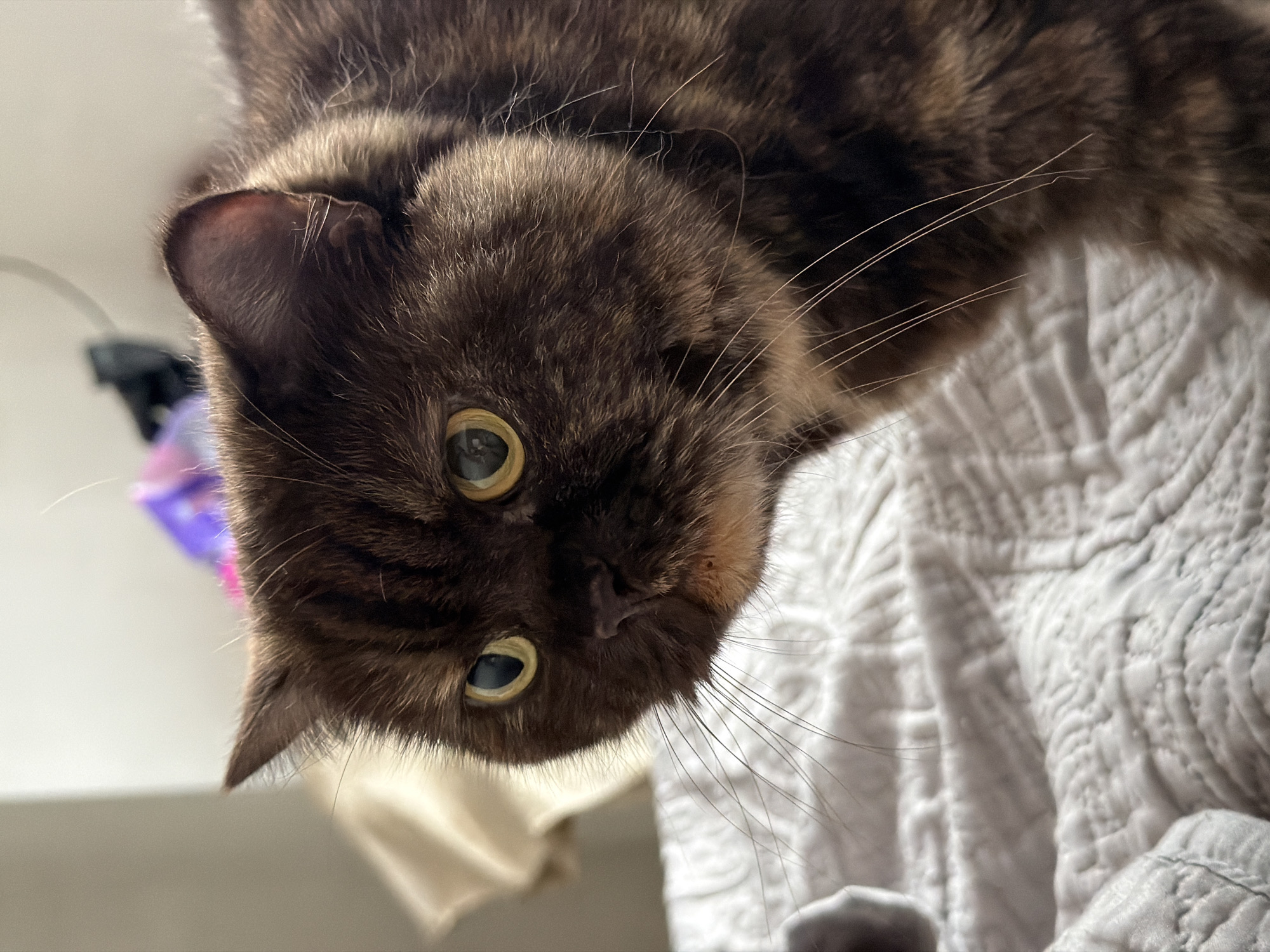 A close-up, eye-level shot captures the head and upper torso of a tortoiseshell cat resting on a textured, white blanket. The cat's fur is a mix of dark brown and lighter reddish-brown tabby markings. Its eyes are a striking yellow-green, with dark pupils. The cat's nose is dark pink, and its whiskers are long and white. The background is blurred, showing a neutral-colored cloth and a hint of purple and blue, possibly from a discarded item, and a dark object, all appearing to be indoors. The scene does not contain any elements that would indicate its location in Chaikovsky, Russia.