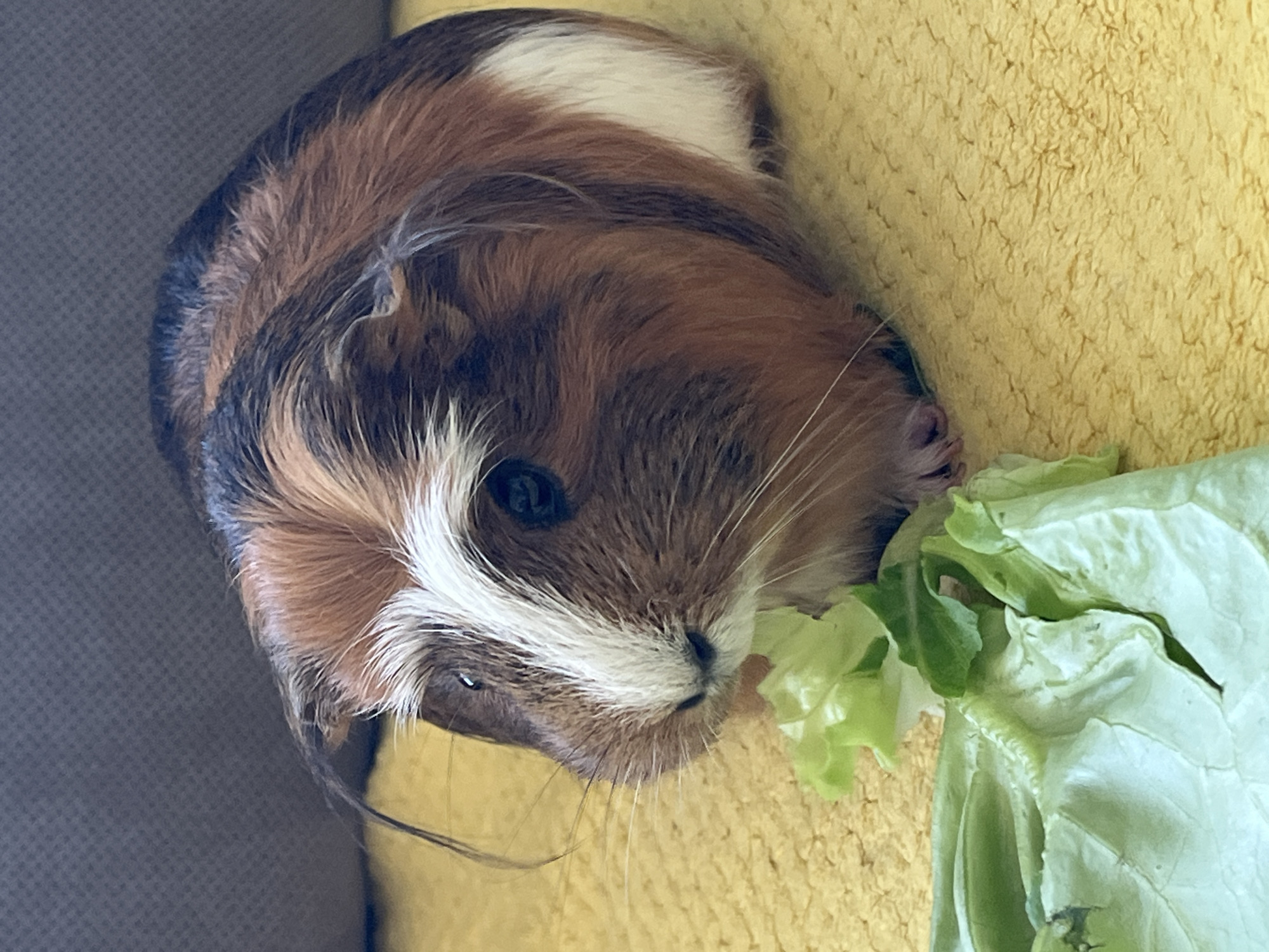 An overhead, slightly rotated shot captures a multi-colored guinea pig positioned on a textured yellow fabric, with a dark grey textured surface visible to its left. The guinea pig's fur displays a mix of brown, black, white, and reddish-brown tones, with a notable white stripe extending down its face and nose. Its dark, expressive eyes are visible, along with numerous long, delicate whiskers. The animal appears to be either consuming or about to consume a pile of fresh, green lettuce, which is placed directly in front of its snout on the yellow fabric. The setting suggests an indoor environment, possibly on a piece of soft furniture like a blanket or sofa. No text is visible in the image.