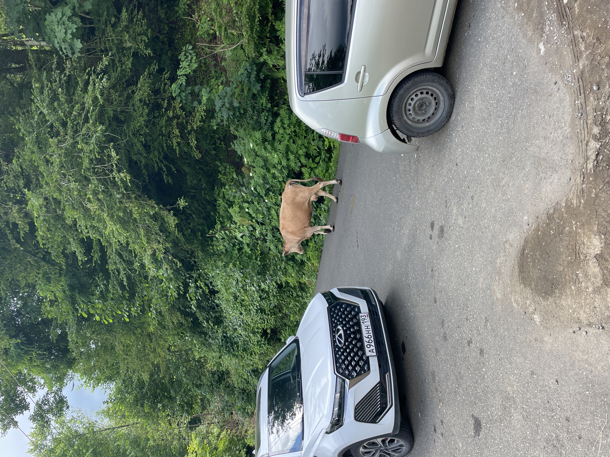 A light brown cow stands on an asphalt road in Tqwarchal, Abkhazia, amidst lush green trees and foliage lining the sides of the road. Two cars are parked on the road. A white SUV is parked on the left side of the road, facing forward. To the right, a silver hatchback is parked, also facing forward. The cow is positioned between the two vehicles, walking away from the white SUV and towards the silver hatchback. The road appears to be a two-lane road, and the environment suggests a rural or mountainous setting.