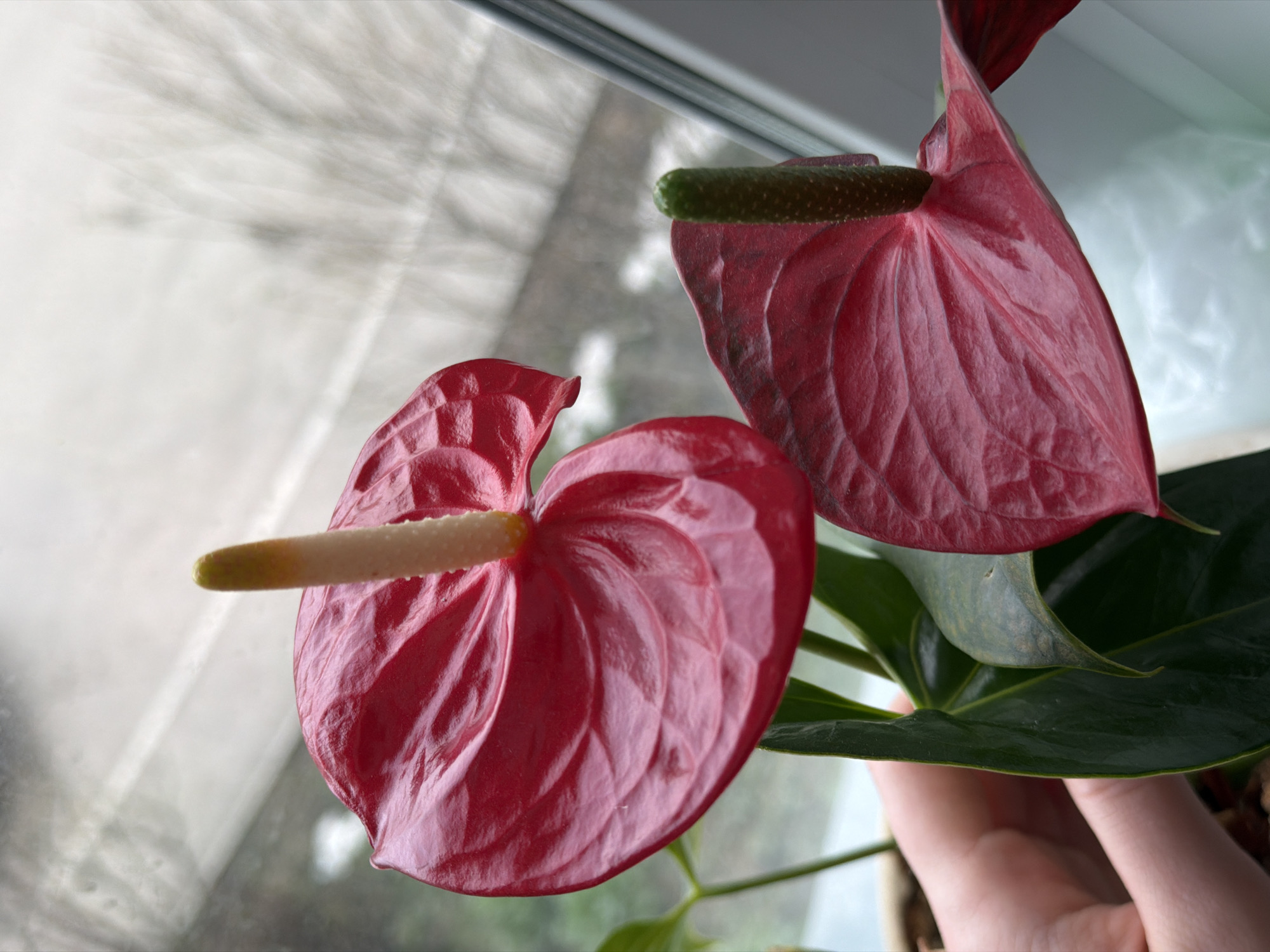 A close-up photograph shows two red Anthurium flowers in front of a window. The flower on the left has a cream-colored spadix, while the one on the right has a green spadix. Green leaves are visible behind the flowers, and a hand is holding the plant. The blurred background suggests a window with an obscured view, possibly due to frosted glass or an out-of-focus landscape. The location is unknown and cannot be determined from the photograph.