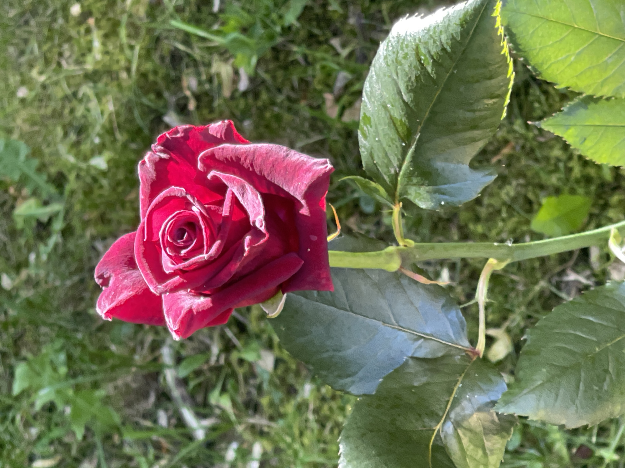 A close-up, high-angle shot shows a single, dark red rose with a velvety texture and white-tinged edges, lying on its side. The rose's petals are tightly furled in the center, gradually opening outwards. Its stem, thick and green, is angled across the frame, supporting several large, deep green leaves. The leaves have serrated edges and appear slightly dewy or dusty, with some visible water droplets reflecting the light. The background is a softly blurred expanse of green grass and moss, with dappled sunlight creating highlights and shadows. The overall impression is one of natural beauty, possibly suggesting a recently picked rose or one still growing in a garden. The lighting and the presence of dew suggest it might be morning or after a light rain. The location is identified as Zelenogradsk, Russia. There is no text visible in the image.