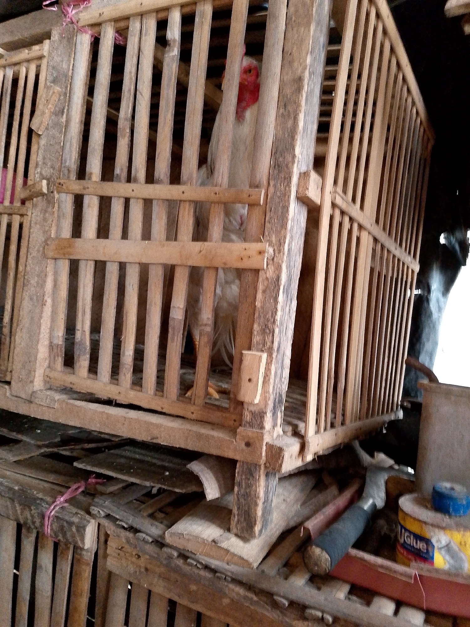 A chicken is inside a wooden cage. The cage is made of vertical wooden slats and horizontal wooden supports. The chicken is light-colored with a red comb and wattles. The cage is situated outdoors, with a cluttered area underneath containing various items, including a hammer, a can of glue, and other wooden structures. The overall environment appears rustic and possibly a rural setting in Babadan, Indonesia.