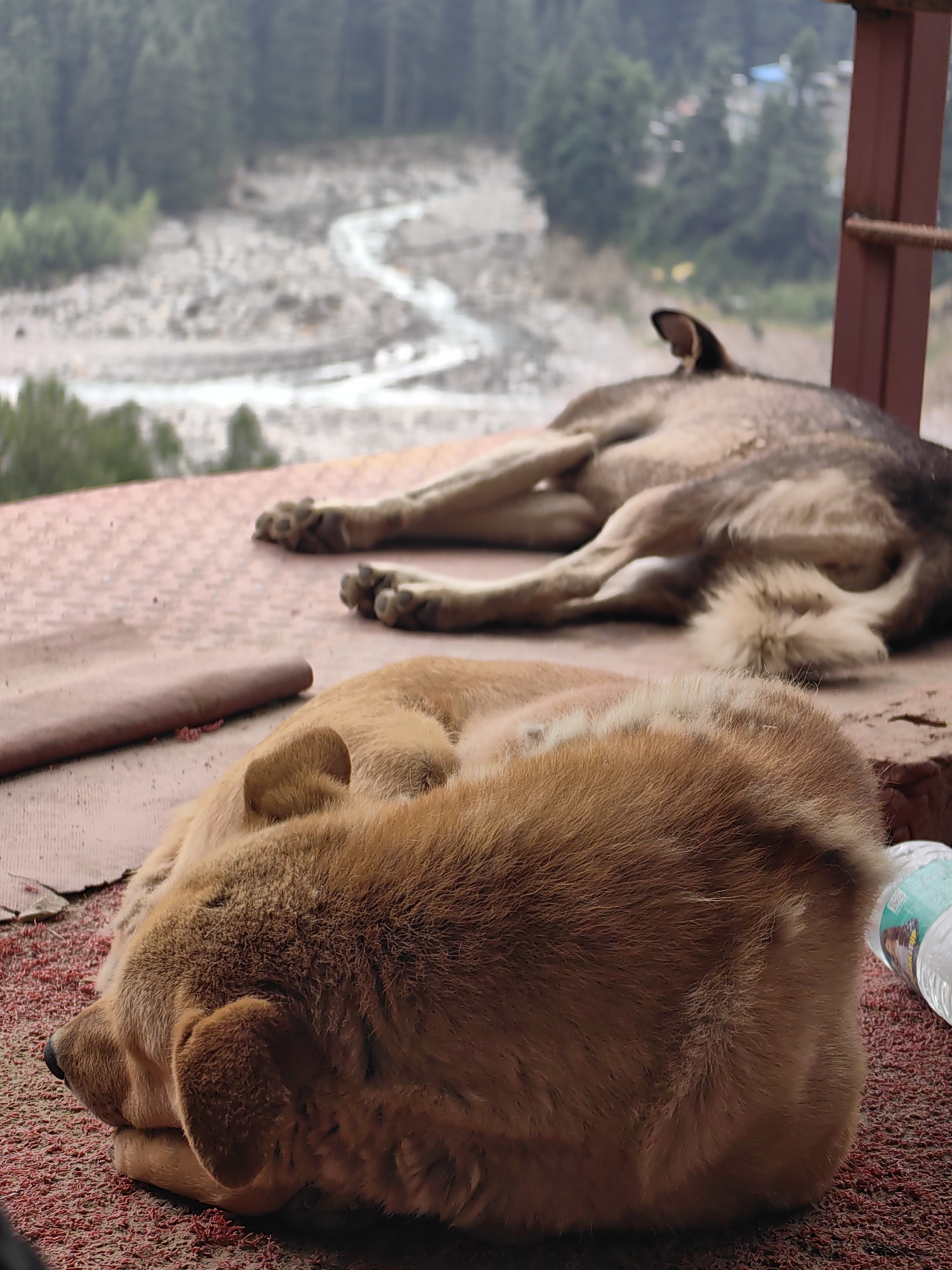 In Vashisht, India, two dogs are sleeping on a reddish-brown surface. One dog, in the foreground, is light brown and curled up with its head resting on its paws. The other dog, behind and to the right, is larger and darker, with gray and brown fur. It is lying on its side with its legs extended. In the background, a winding river flows through a rocky, barren landscape, bordered by a dense forest. The scene suggests a peaceful, resting moment in a natural setting.