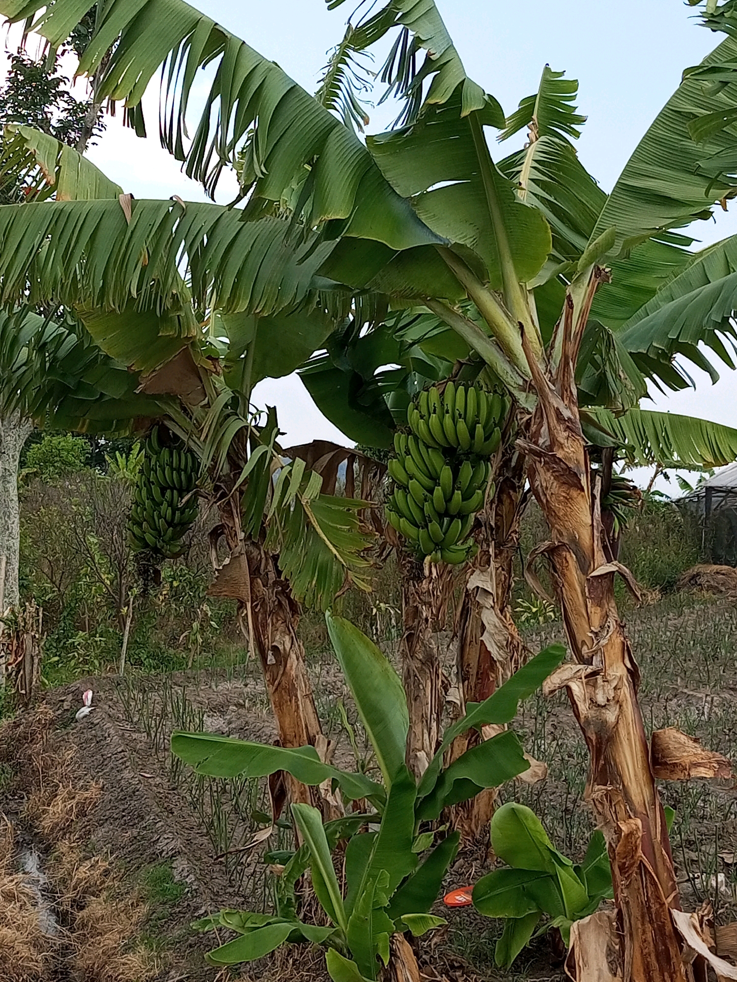 The image depicts a close-up view of a banana plantation in Batu, Indonesia. The foreground is dominated by lush green banana leaves and the fibrous trunks of banana trees. Several bunches of unripe green bananas are visible hanging from the trees. In the background, the plantation extends into a field with rows of young plants, possibly crops or saplings. Dry grass and soil are visible on the ground, suggesting a rural or agricultural setting. The sky above is overcast with a pale blue hue. The scene appears to be a typical agricultural landscape in the region.