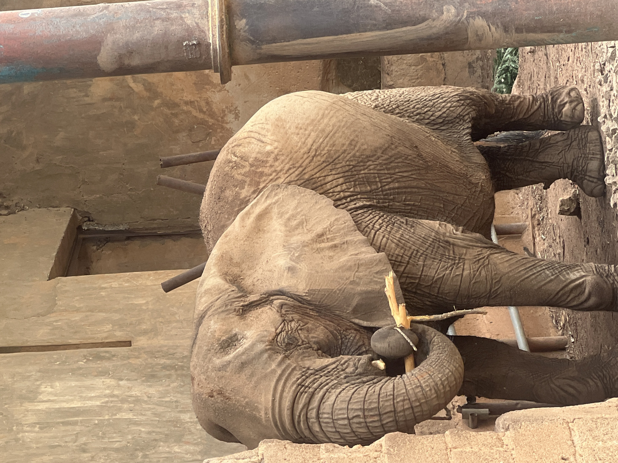 The image captures an African elephant within a man-made enclosure, likely a zoo or sanctuary in Jos, Nigeria. The elephant is the primary subject, standing on a ground composed of earthy, light brown material, possibly sand or concrete. Its skin is distinctly wrinkled, dusty, and gray-brown in color.
The elephant is actively holding a light-colored, jagged piece of wood or a branch with its trunk, bringing it towards its face. Its eye, visible on the left side of its head, appears partially closed, conveying a sense of calm or relaxation.
The setting consists of rough concrete or stone walls that form the enclosure. In the upper background, heavy, rusted metal pipes, showing patches of faded red and blue paint, are prominent. Additionally, a few metallic bars or poles are partially visible behind the elephant, suggesting structural elements of its habitat.
The lighting indicates it is daytime. The overall dry and dusty appearance of the elephant and its surroundings is consistent with the climate in Jos, Nigeria. There is no discernible text visible in the photograph. The scene suggests a tranquil moment for the elephant as it engages with the piece of wood.