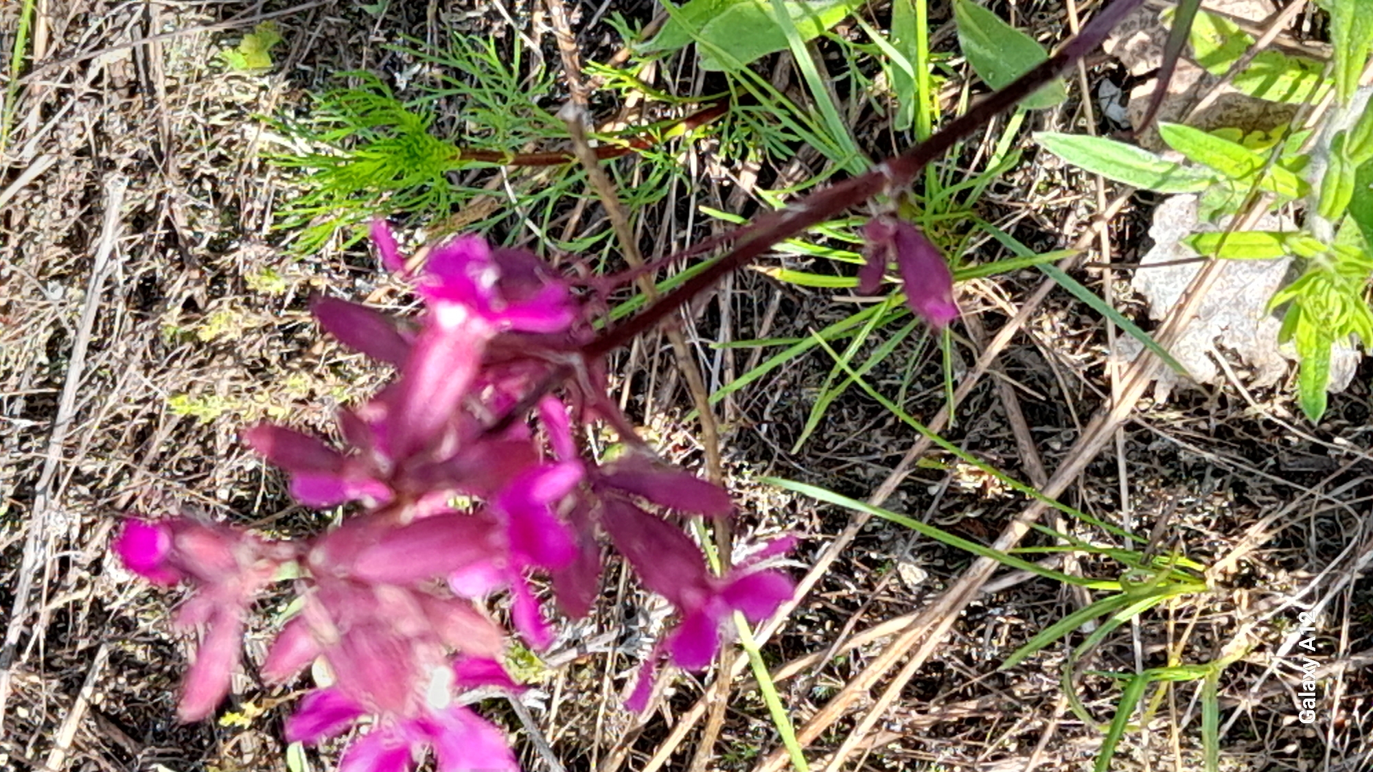 The image presents a close-up, ground-level view of a natural outdoor scene, likely in Марковский, Russia. The primary subject is a cluster of vibrant pink or magenta flowers, out of focus in the foreground, with individual tubular blossoms visible on a dark reddish-brown stem. Several of these flowers are in bud form, while others are partially open, showcasing their bright color.
The background and midground consist of a mix of dry, brownish-grey twigs, grasses, and some patches of bare earth, indicating a sparse ground cover. Interspersed with the dry vegetation are various green plants. To the left, there's a patch of fine, feathery green leaves. Towards the right and upper right, broader green leaves and blades of grass are visible, some catching the sunlight brightly. A light-colored dry leaf is also noticeable on the ground in the mid-right.
The lighting suggests it is daytime, with bright sunlight creating highlights on the green foliage and flowers, and casting subtle shadows among the ground cover. The overall impression is one of a wild or untended natural environment.
In the bottom right corner of the image, the text "Galaxy A12" is visible, likely indicating the device used to capture the photograph.