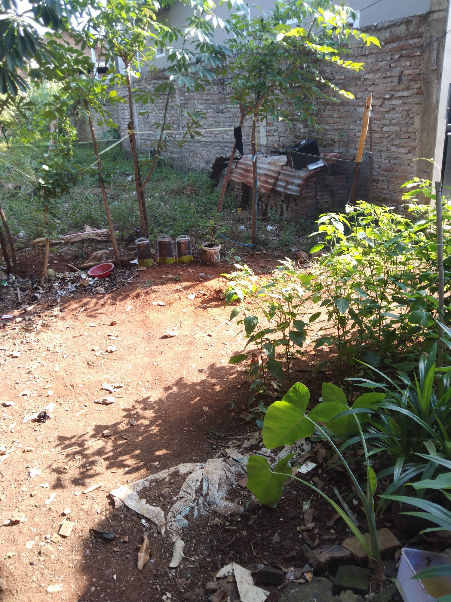 In Krajan, Indonesia, a cluttered outdoor area is depicted under natural sunlight, suggesting daytime. The scene is characterized by disarray, with a prominent patch of dry, reddish-brown soil in the foreground. Scattered across this soil are small stones and debris, including fragments of what appears to be white plastic sheeting and a larger piece of torn, light-colored material.
Several saplings with thin, brown trunks and green leaves are planted in various parts of the area. To the left of the soil patch, a red plastic bowl rests on the ground amidst more debris. Further back, a stack of corrugated metal sheets is visible, partially covered by a dark object, possibly a bag or box, and leaning against a brick wall constructed from red bricks. A long, yellowish wooden pole stands upright near the metal sheets, tethered to a tree with yellow twine.
To the right of the frame, a cluster of lush green plants with broad leaves dominates the scene, casting shadows on the soil. Several clear plastic containers, some filled with a yellowish liquid, are arranged in a row on the ground near the saplings. A white bucket is also present in this vicinity. The background reveals a brick wall and the side of a building, with trees and foliage interspersed throughout. The overall impression is one of an unkempt yard or undeveloped plot. There are no people visible in the image.
