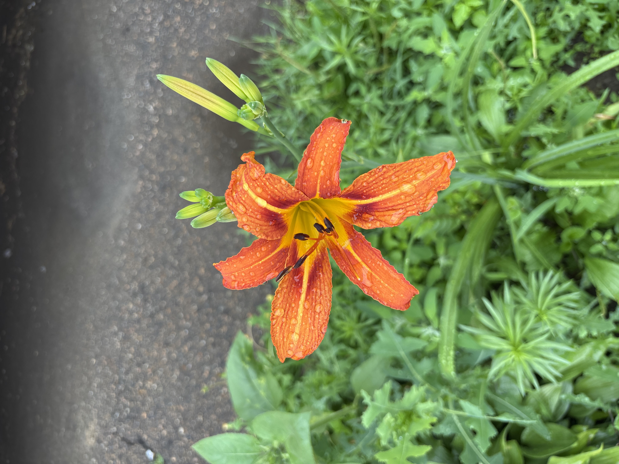 An orange lily with water droplets on its petals is in focus, with a blurry, grey, speckled surface in the background, likely pavement or asphalt. Green foliage surrounds the flower, and several lily buds are visible to its right. The scene appears to be outdoors in a natural setting, possibly a garden or park. The lighting suggests it is daytime, and the presence of water droplets indicates recent rain or dew. The image is taken from a slightly elevated, top-down perspective. No people or animals are present.