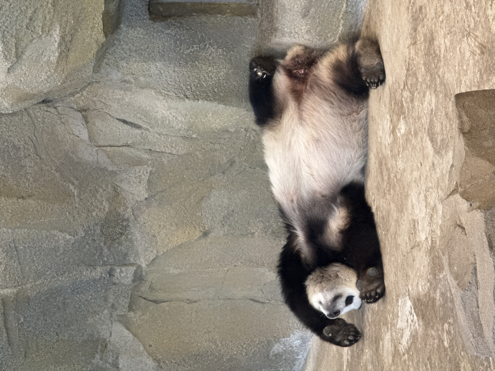 A panda is lying on its back against a stone wall in an enclosure. The wall is light grey and beige, appearing like artificial rocks. The panda's belly is white, and its legs and shoulders are black. The panda's head is pale with black patches around the eyes. The location is potentially in the Chenghua District, China, which is known for panda conservation efforts.