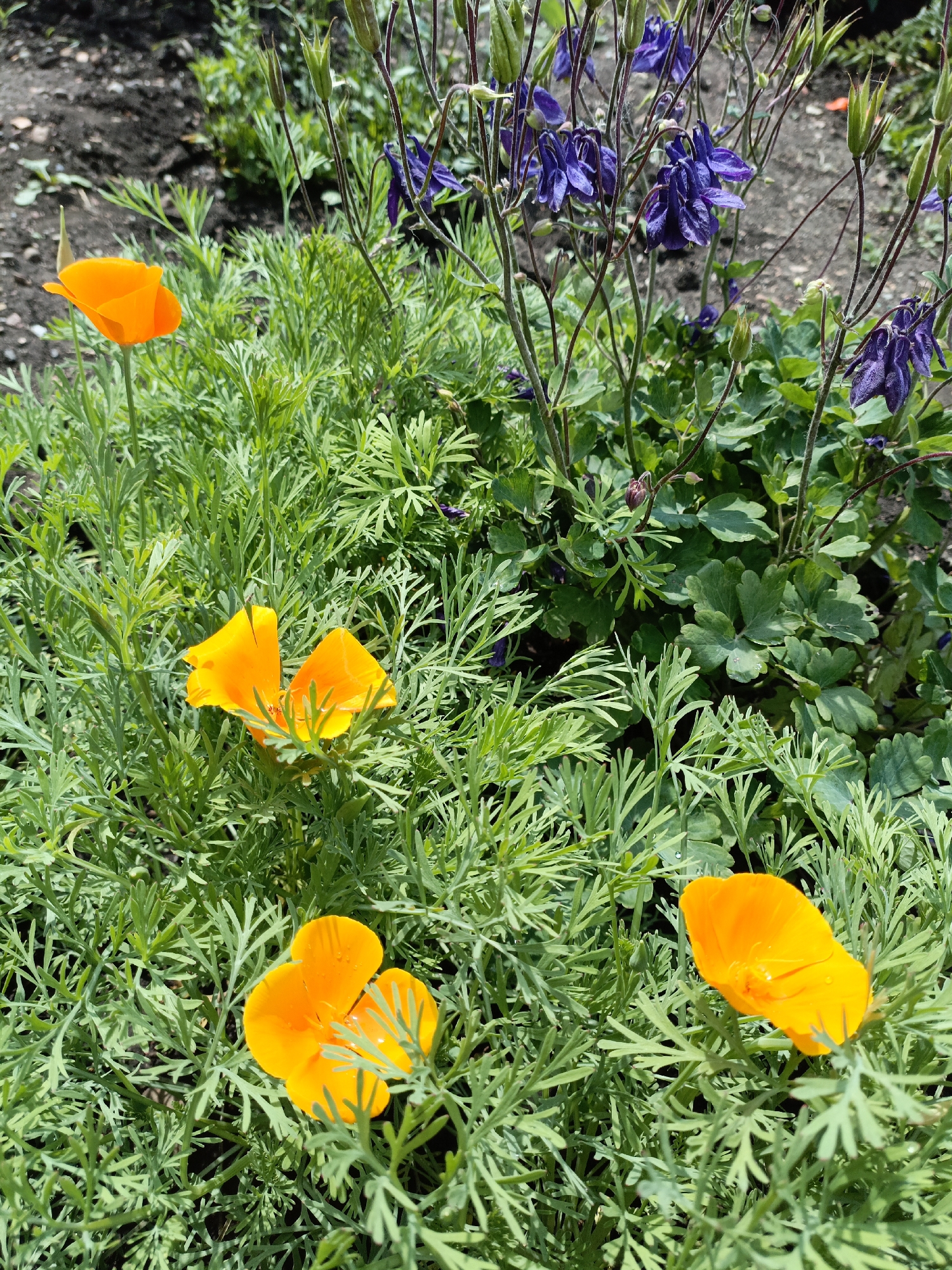 This is a close-up, eye-level shot of a garden bed filled with lush green foliage. Several vibrant orange California poppies are in bloom, their delicate petals unfurling amidst the feathery leaves. Interspersed with the poppies are dark purple columbine flowers, their unique spurs adding a contrasting shape and color to the scene. The background consists of dark soil and more greenery, suggesting a natural outdoor setting. The image appears to be taken in Novoznamenskaya 1-Ya, Russia, on a bright, sunny day, as indicated by the clear focus and natural lighting. There are no people or animals visible in the frame.