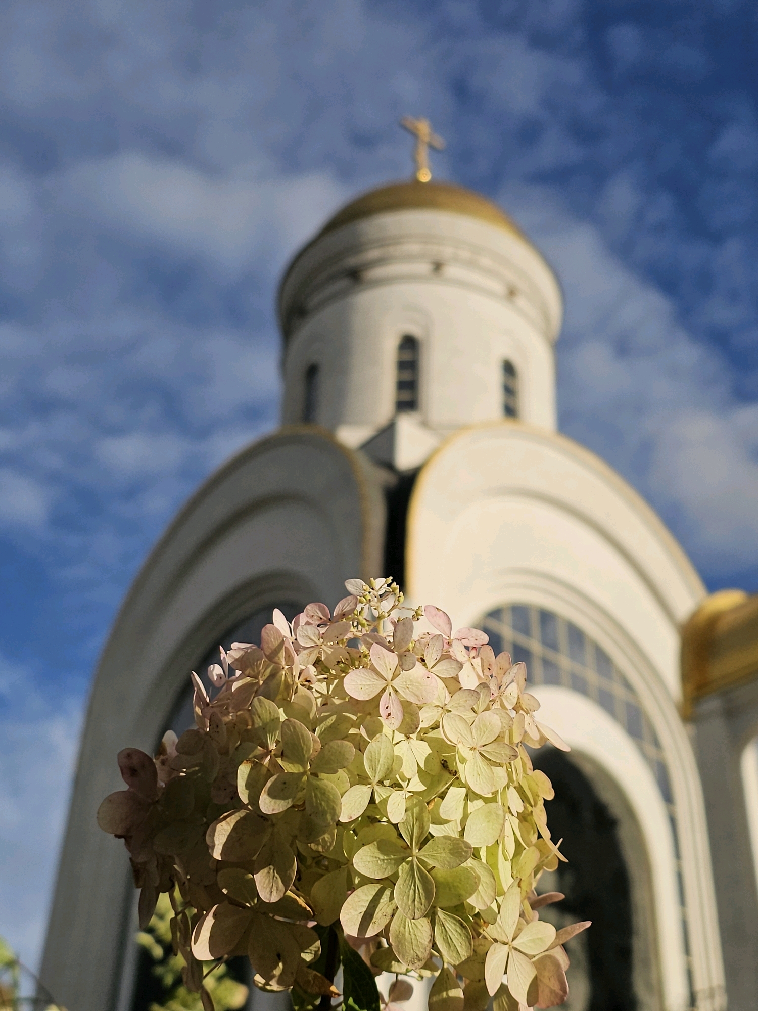 A close-up shot of a flowering plant in front of a church. The plant has large clusters of pale pink and green flowers. Behind the plant is a white church with a gold dome and cross. The sky is blue with some white clouds. The scene appears to be peaceful and serene. The church is the Church of the Archangel Michael in Victory Park, Moscow, Russia.