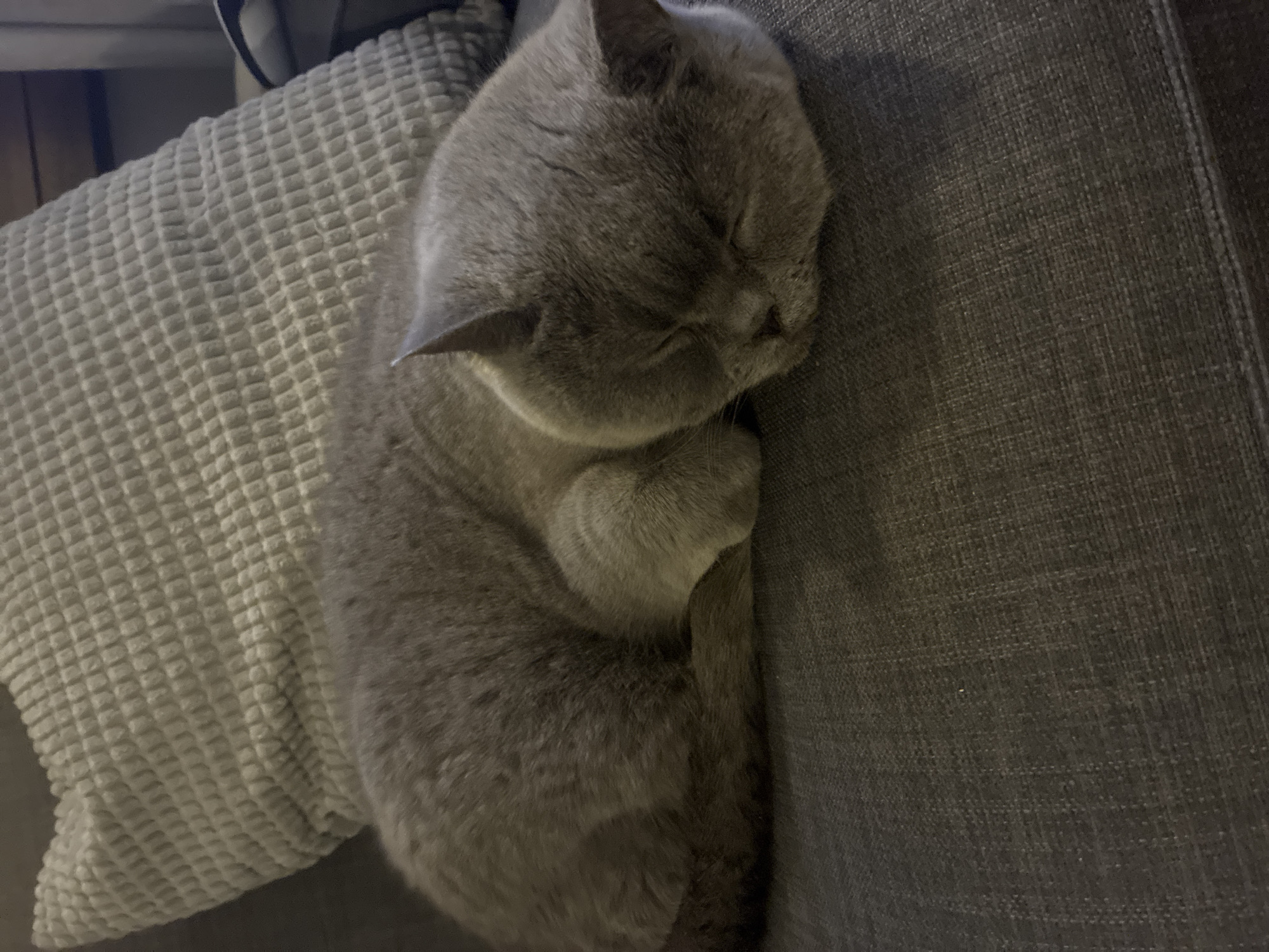 A gray cat, likely a British Shorthair, is captured sleeping soundly on a dark gray sofa or armchair in an indoor setting in Sofia, Bulgaria. The cat is curled up tightly on its side, forming a neat ball, with its head tucked into its paws and its eyes closed in peaceful slumber. Its plush, solid gray fur is visible, highlighting its soft texture. Adjacent to the cat, a light-colored, possibly off-white, pillow or blanket with a distinct raised square or waffle-like pattern provides additional cushioning. The dark gray upholstery of the furniture has a subtle woven texture. The lighting appears dim, suggesting it is evening or nighttime. The scene conveys a sense of calm and comfort. There is no visible text in the image.