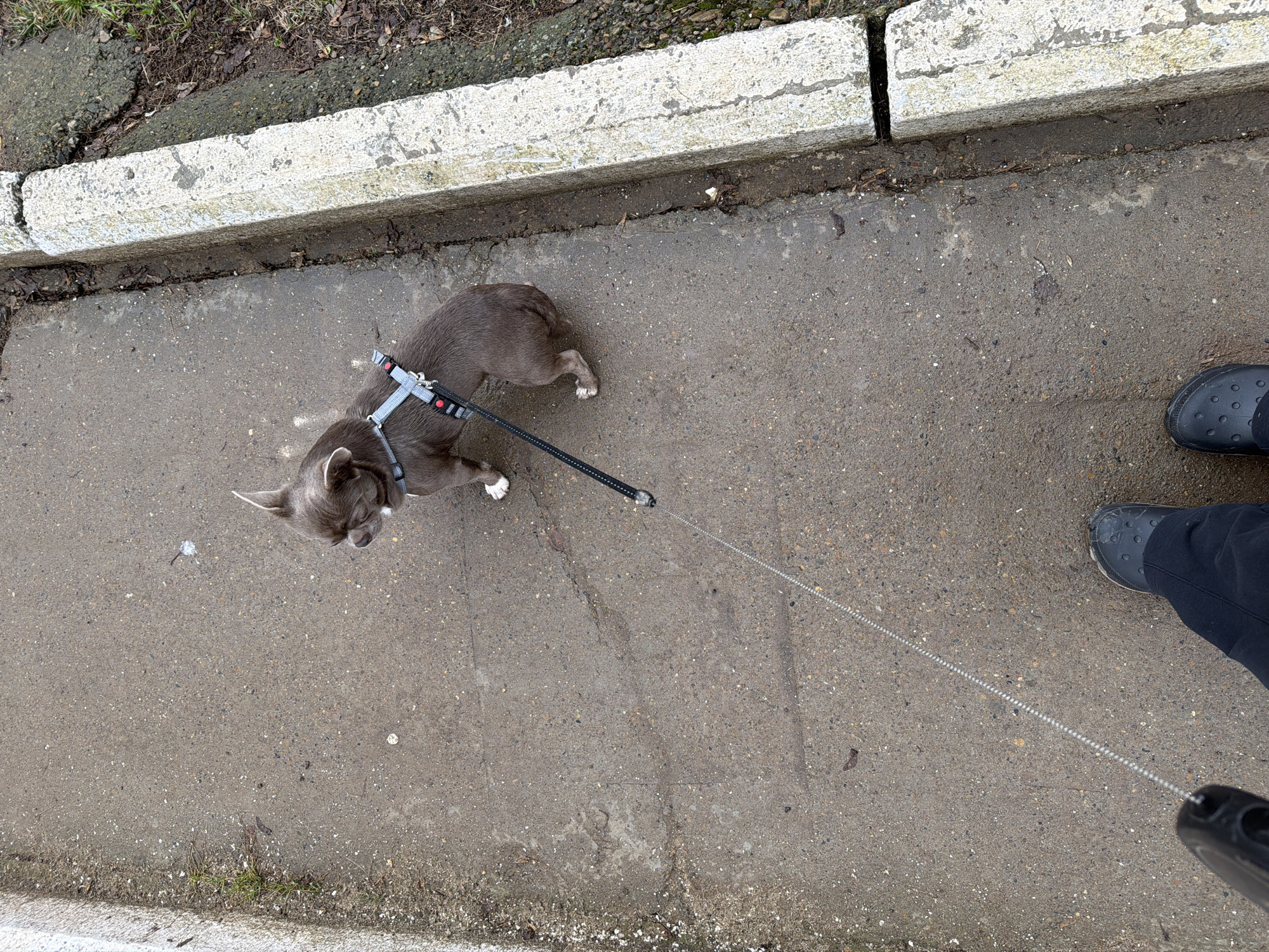 A gray Chihuahua dog wearing a gray harness with red accents is leashed and standing on a concrete sidewalk. Next to the sidewalk is a concrete curb. A person is holding the leash wearing black pants and black clogs. The setting is outdoors on a cloudy day. There is no indication of the location being in Votkinsk, Russia.