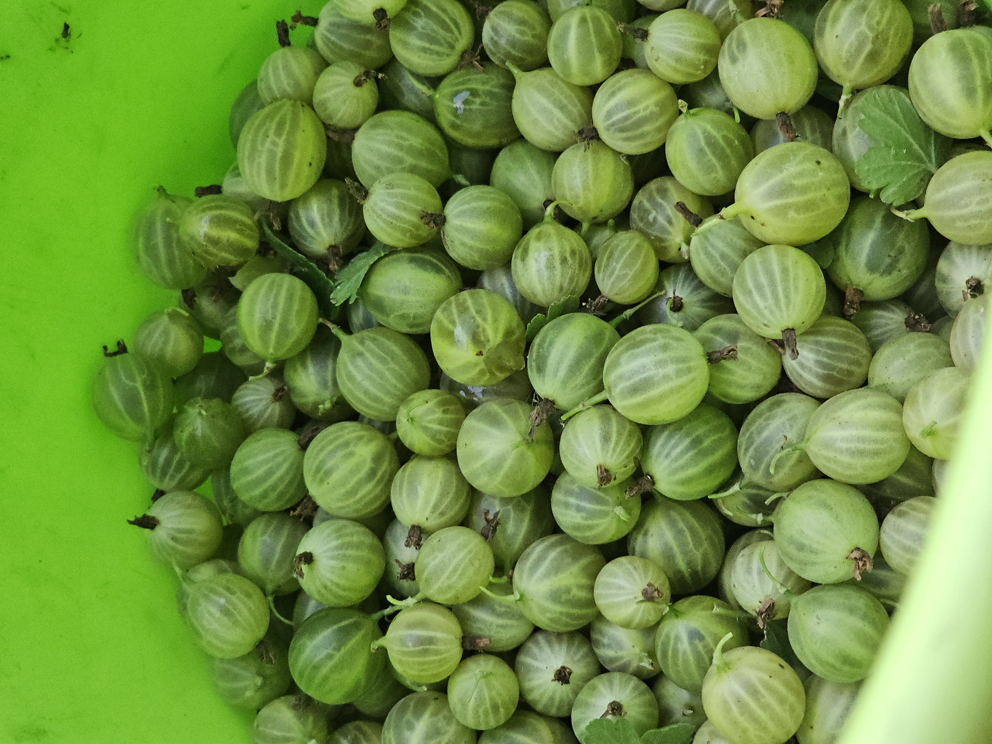 A close-up, overhead view of a bright green plastic bucket filled with a large quantity of green gooseberries. The berries are round to slightly oval, with faint lighter green stripes running vertically around them. Some berries have small brown stems or remnants of stems attached. A few green leaves are interspersed among the berries. The lighting is even, with no harsh shadows. The context suggests a harvest or collection of fruit, likely in an outdoor or agricultural setting, and is not specifically indicative of the city of Kamen-na-Obi, Russia, or any urban environment.