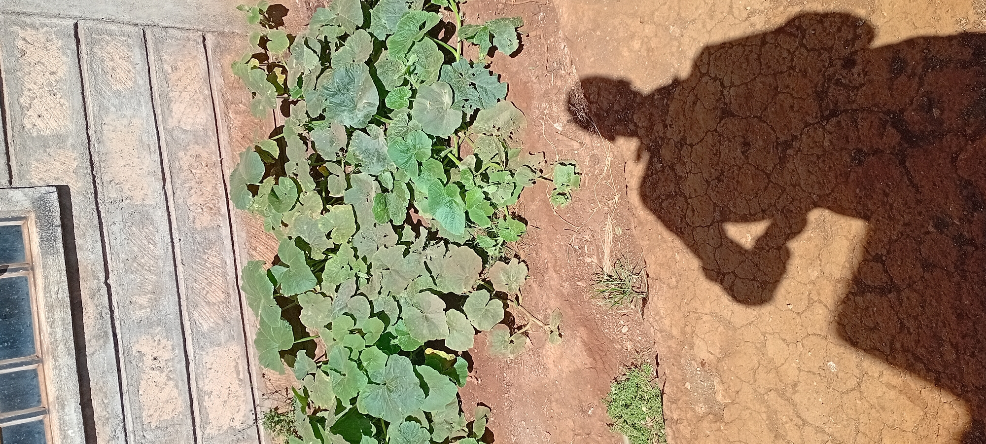 The image depicts a garden bed filled with lush green plants, likely pumpkins or a similar vine, growing in reddish-brown soil. The plants have large, heart-shaped leaves and are arranged densely in the center of the frame. Behind the garden bed is a textured wall made of horizontally laid, rough-hewn stones, topped by a segment of a window with multiple panes. The ground in the foreground is dry, cracked earth, casting a distinct shadow of a person onto it. The shadow is prominent, showing a figure with their hands on their hips. The overall scene suggests an outdoor setting, possibly a backyard or allotment, in Kijabe ward, Kenya, characterized by arid ground and evidence of cultivation.