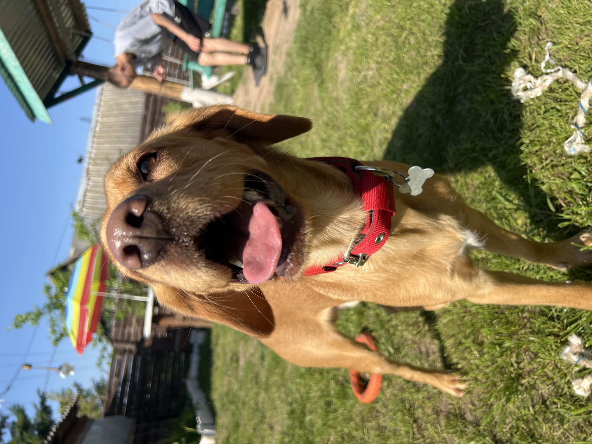 A tan dog with a red collar and a bone-shaped tag stands on a green lawn. The dog's mouth is open, revealing its tongue. In the background, a person is sitting on a bench. Various objects, including an umbrella and a dog toy, are visible. The image was taken in Chaikovsky, Russia.
