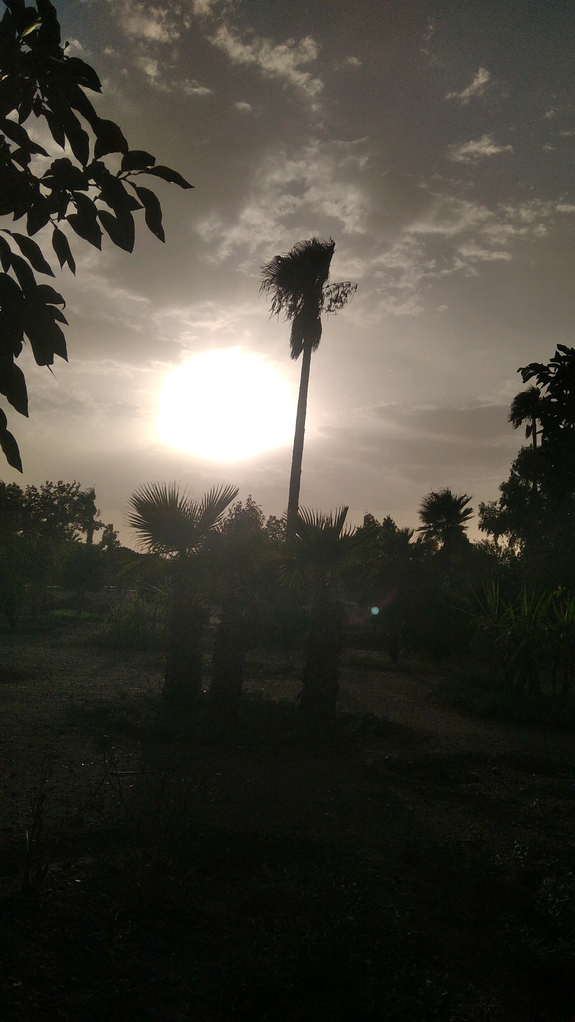 The image depicts a silhouette of palm trees against a bright sun partially obscured by clouds, suggesting either sunrise or sunset. The scene appears to be a natural or semi-natural outdoor environment, possibly a park or garden. The foreground is dark and features the lower parts of trees and foliage. In the midground, several palm trees are visible, with one tall, slender palm tree dominating the center. The background shows more trees and the sky with scattered clouds. The overall atmosphere is serene and somewhat dramatic due to the backlighting from the sun. Without further context or landmarks, pinpointing a specific location within Marrakech is not possible based solely on the visual information.